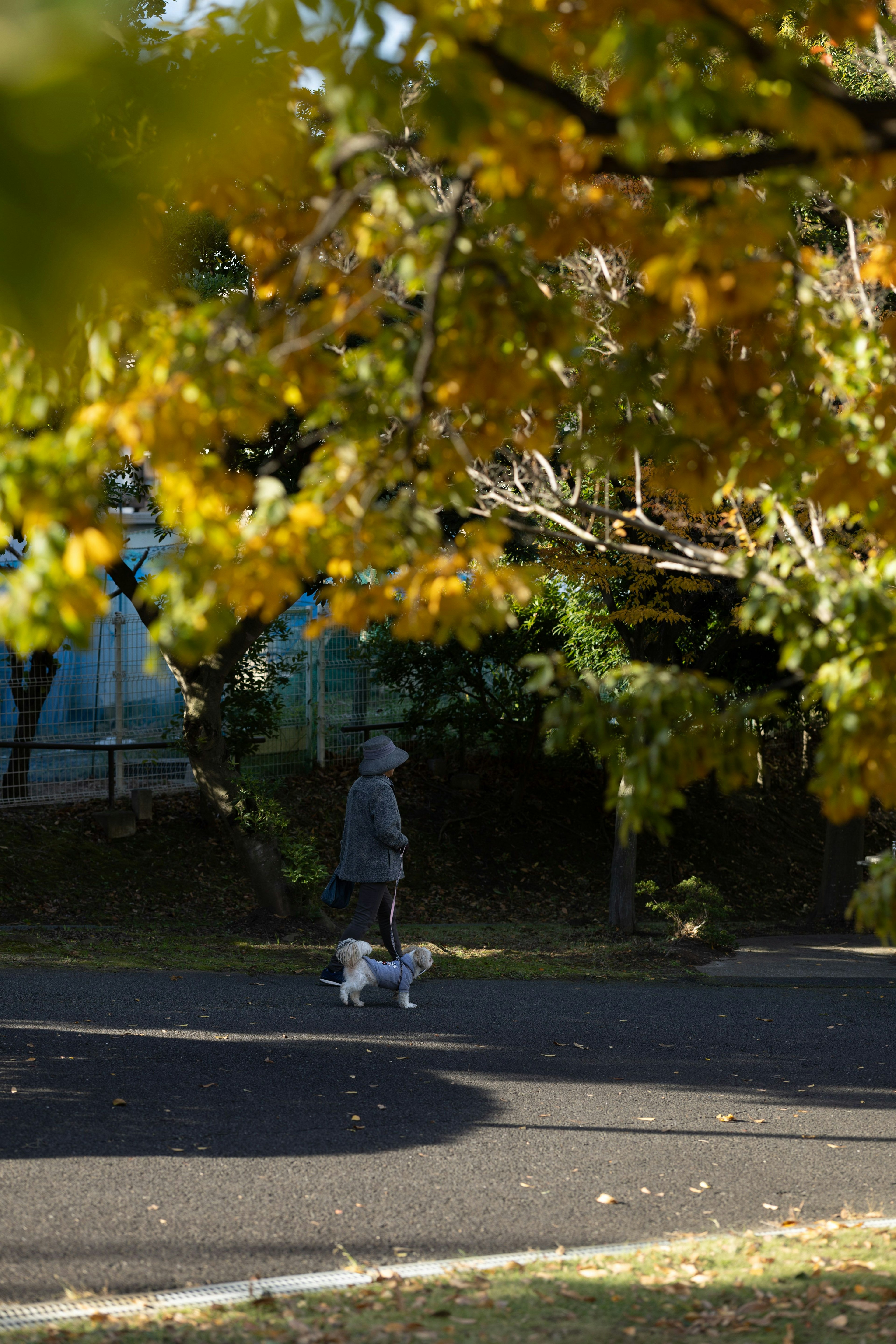 Person walking a dog among colorful autumn leaves
