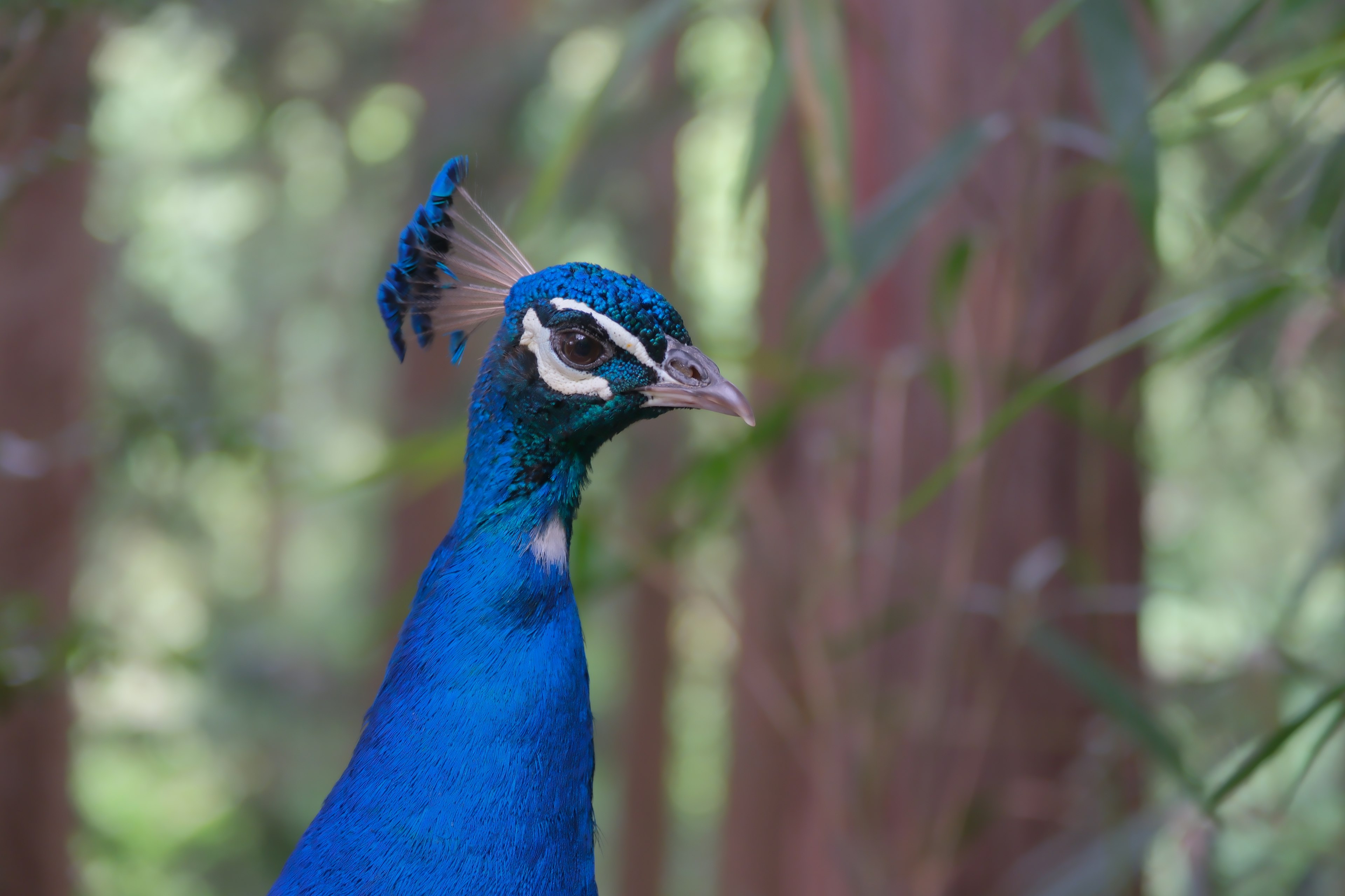 Ein schönes Profil eines blauen Pfaus vor grünem Hintergrund