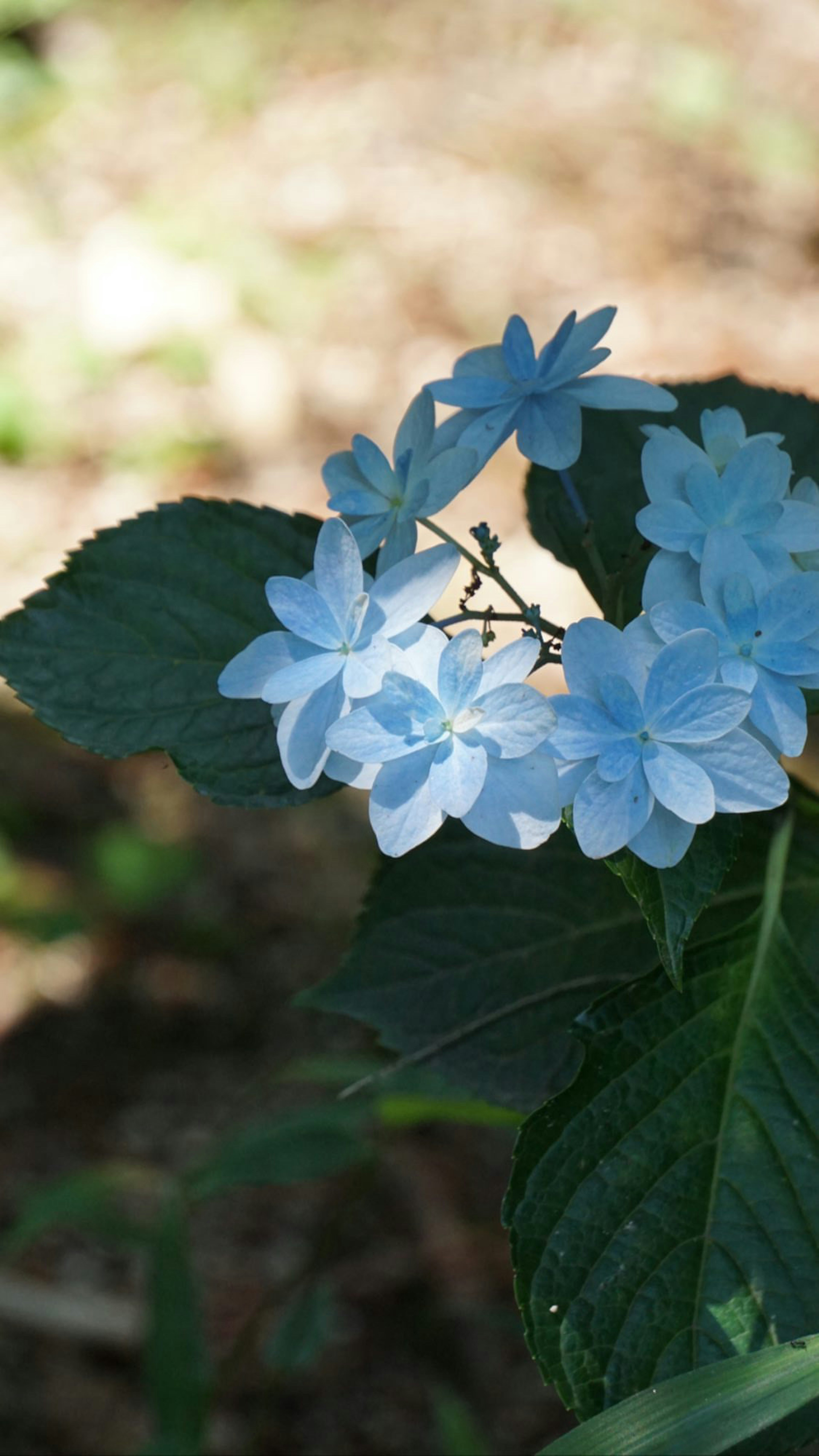 青い花が咲く植物のクローズアップ