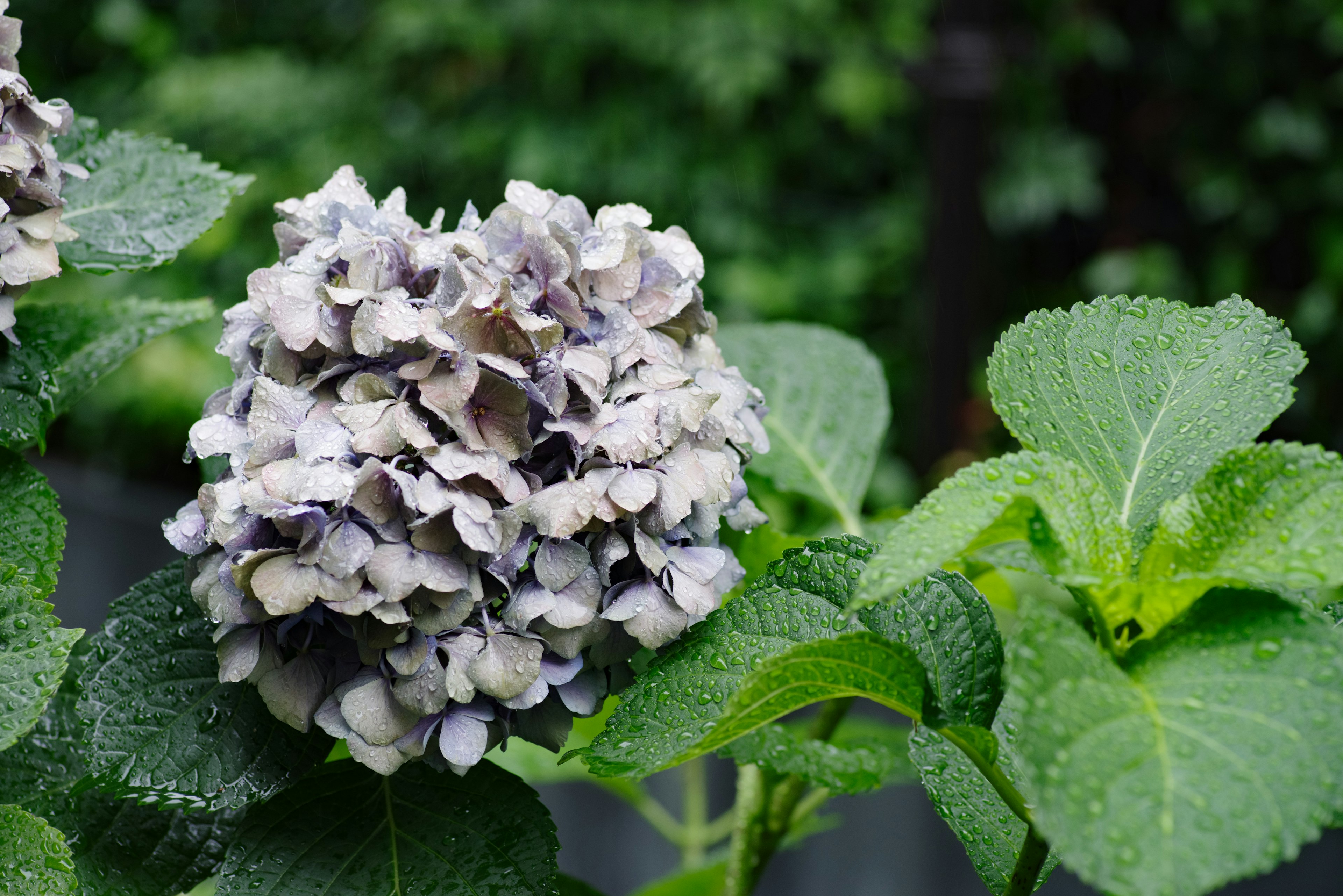 紫陽花の花が緑の葉の間に咲いている