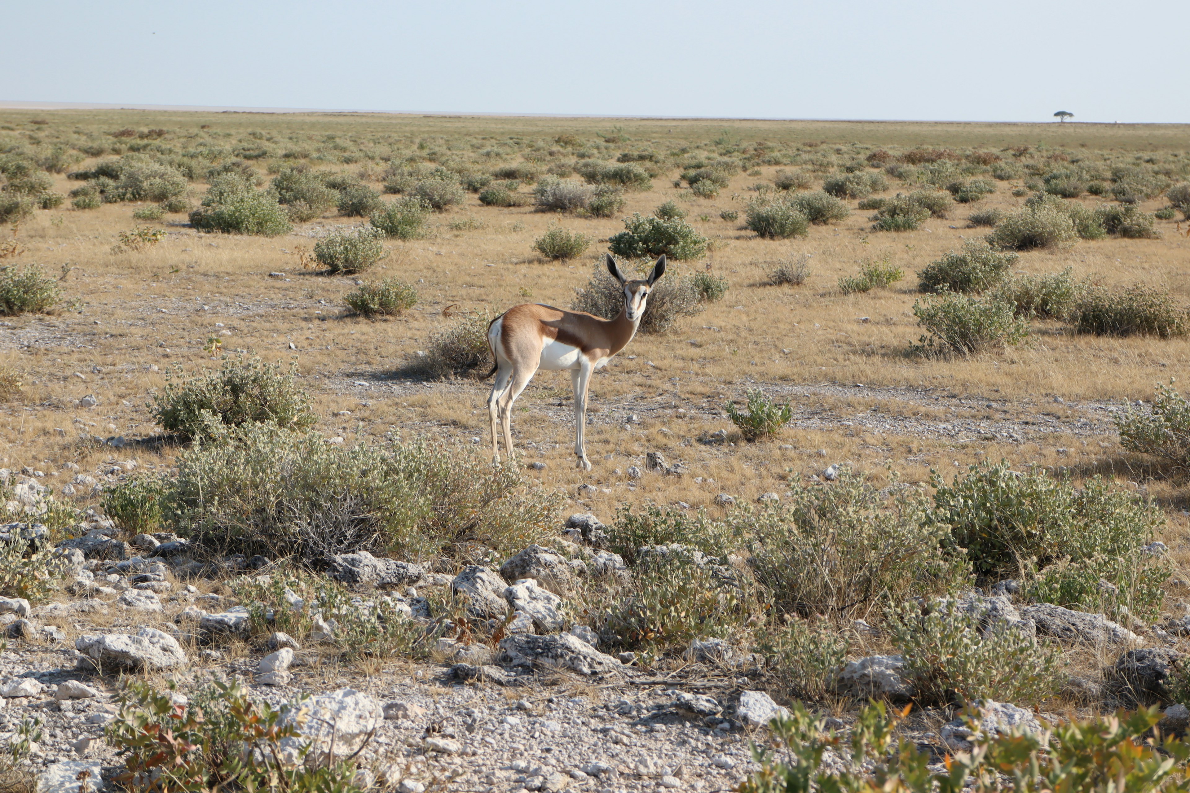 Eine einsame Antilope steht auf einer weiten Graslandschaft mit spärlicher Vegetation