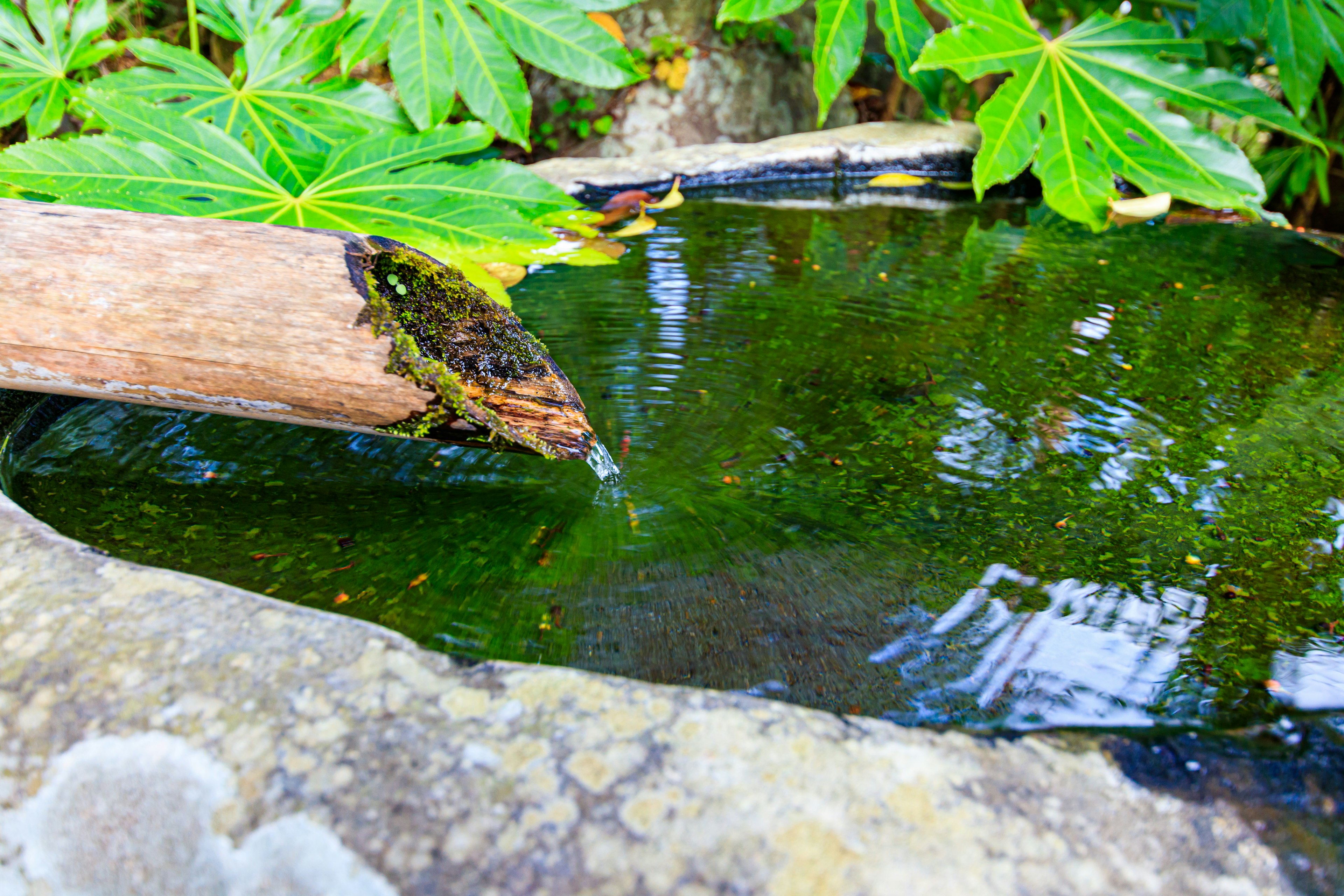 Un estanque tranquilo con agua fluyendo rodeado de hojas verdes exuberantes