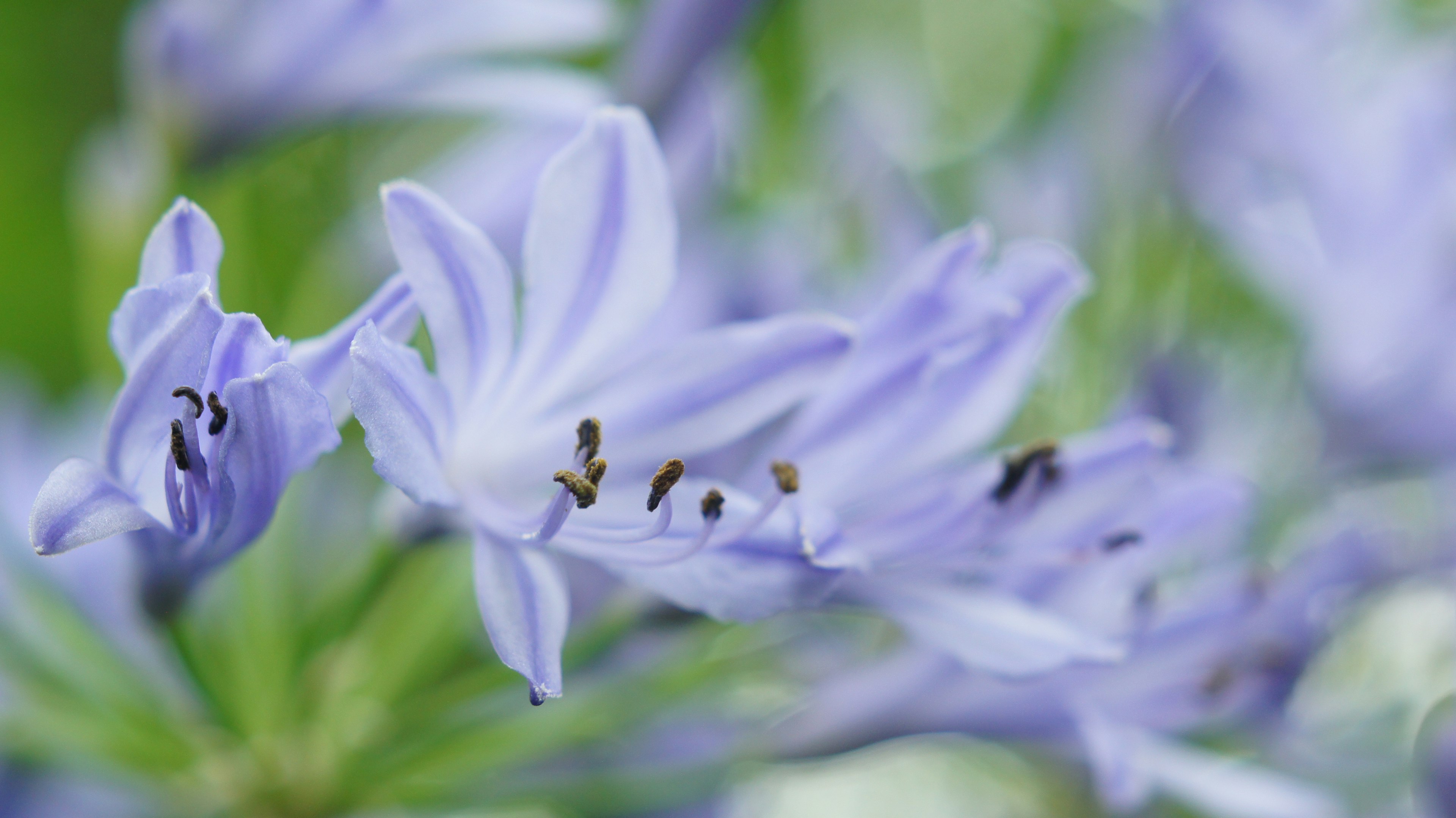 Close-up of light purple flowers with delicate petals against a soft green background