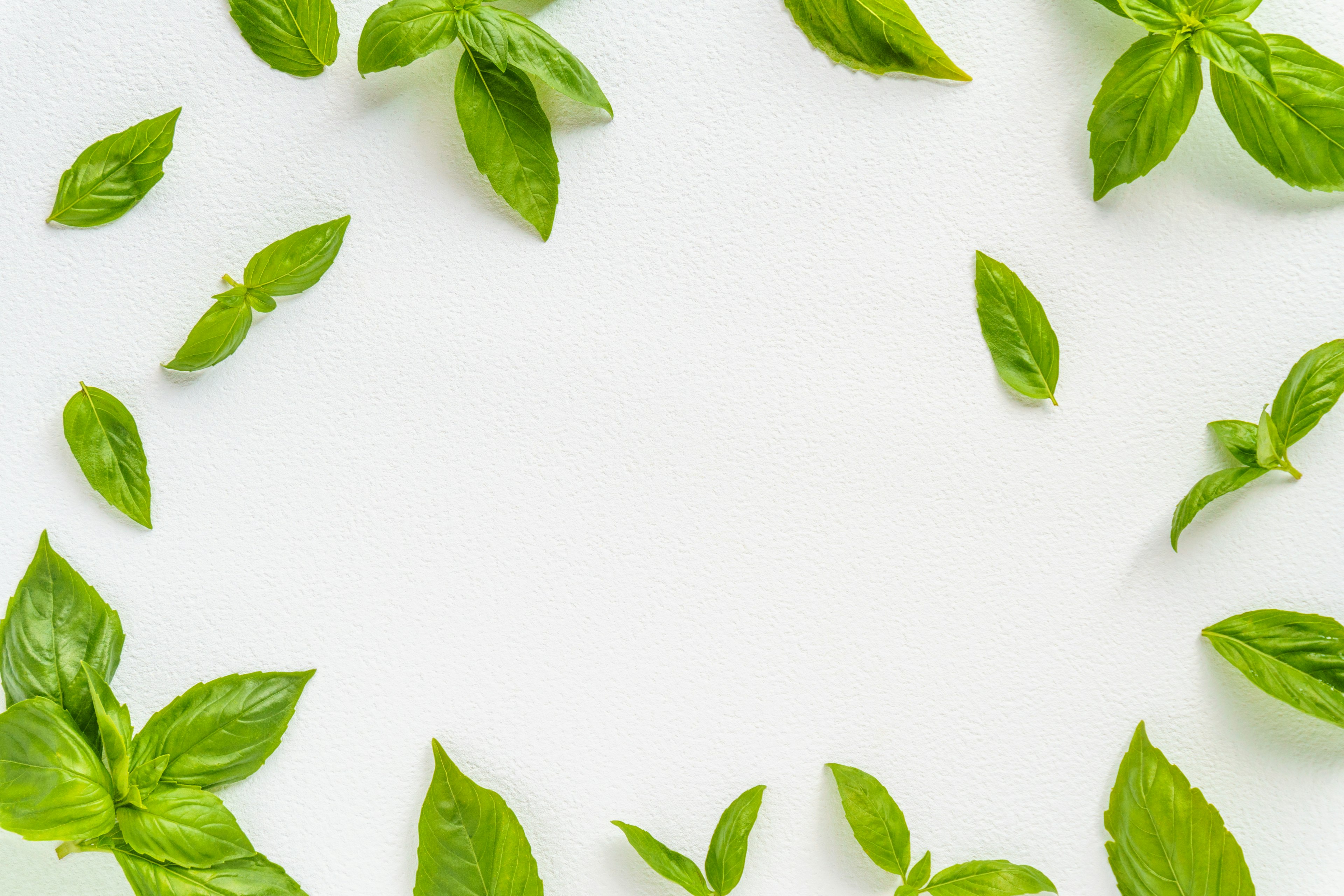 Hojas de albahaca fresca dispuestas sobre un fondo blanco