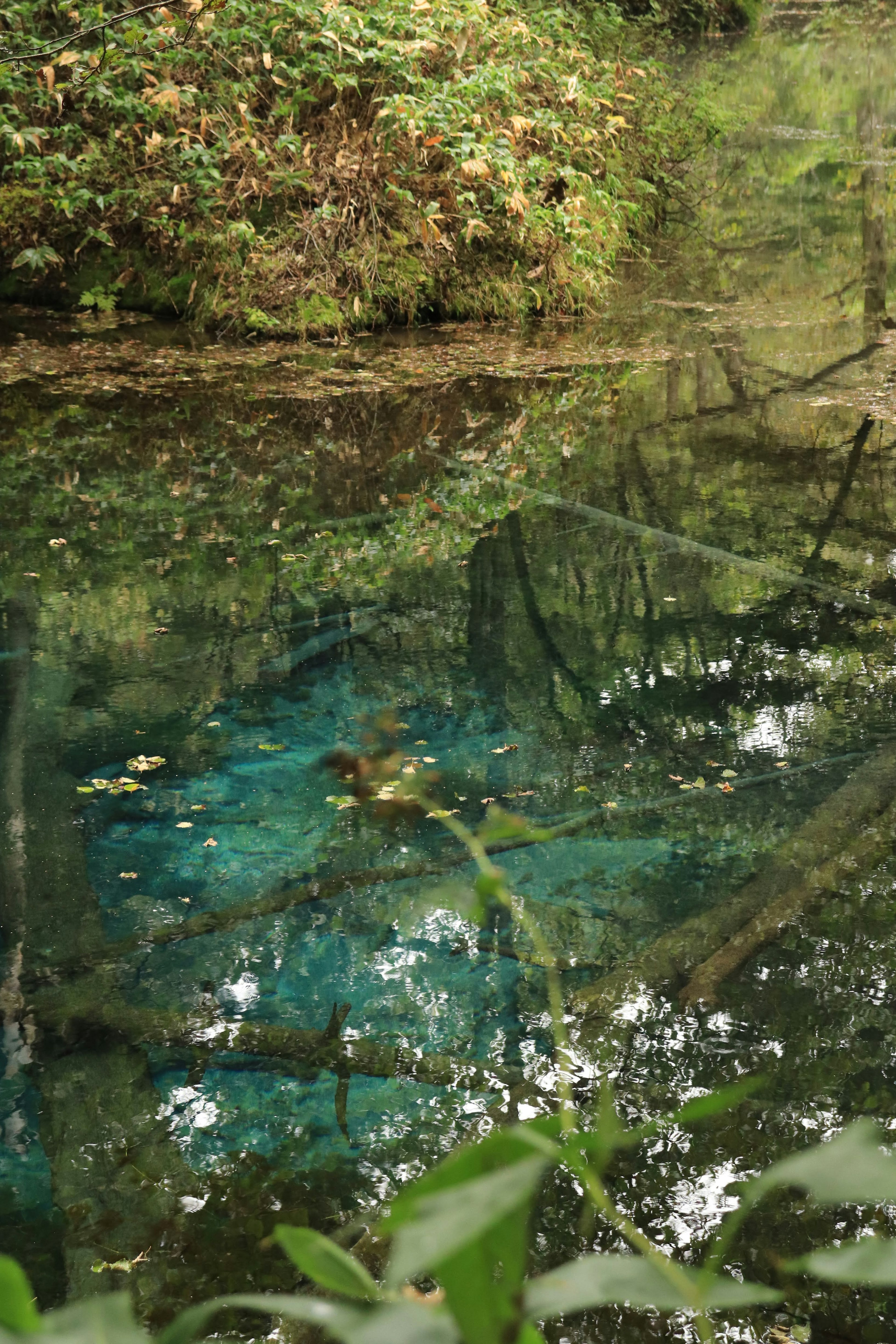 Paesaggio naturale sereno con acqua blu che riflette gli alberi