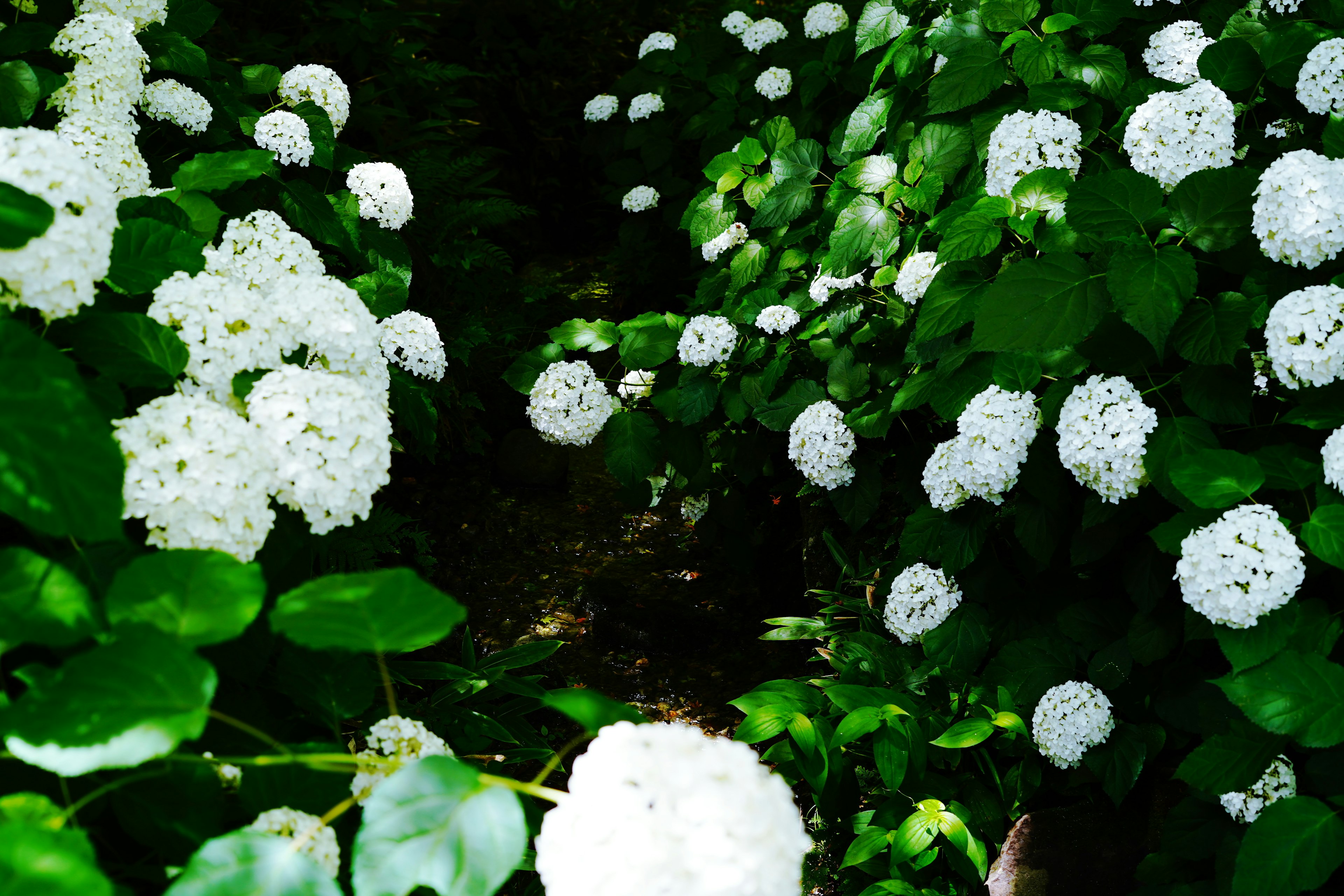 Sendero rodeado de flores blancas y hojas verdes