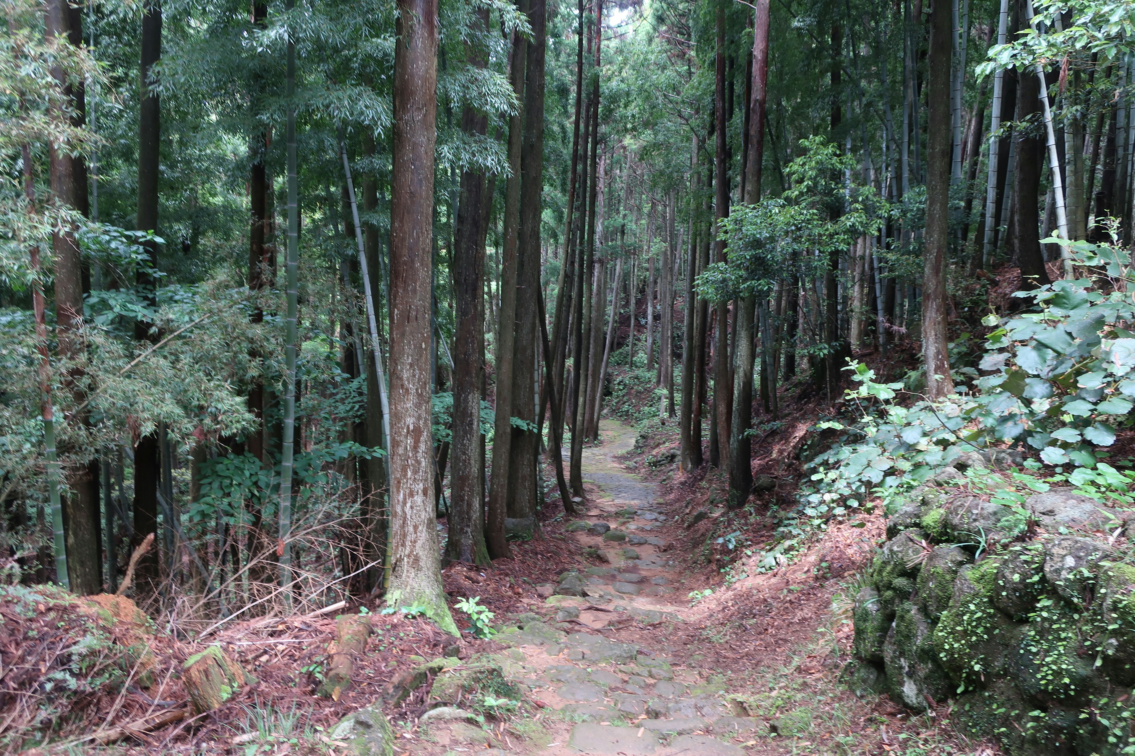 A narrow path winding through a lush green forest