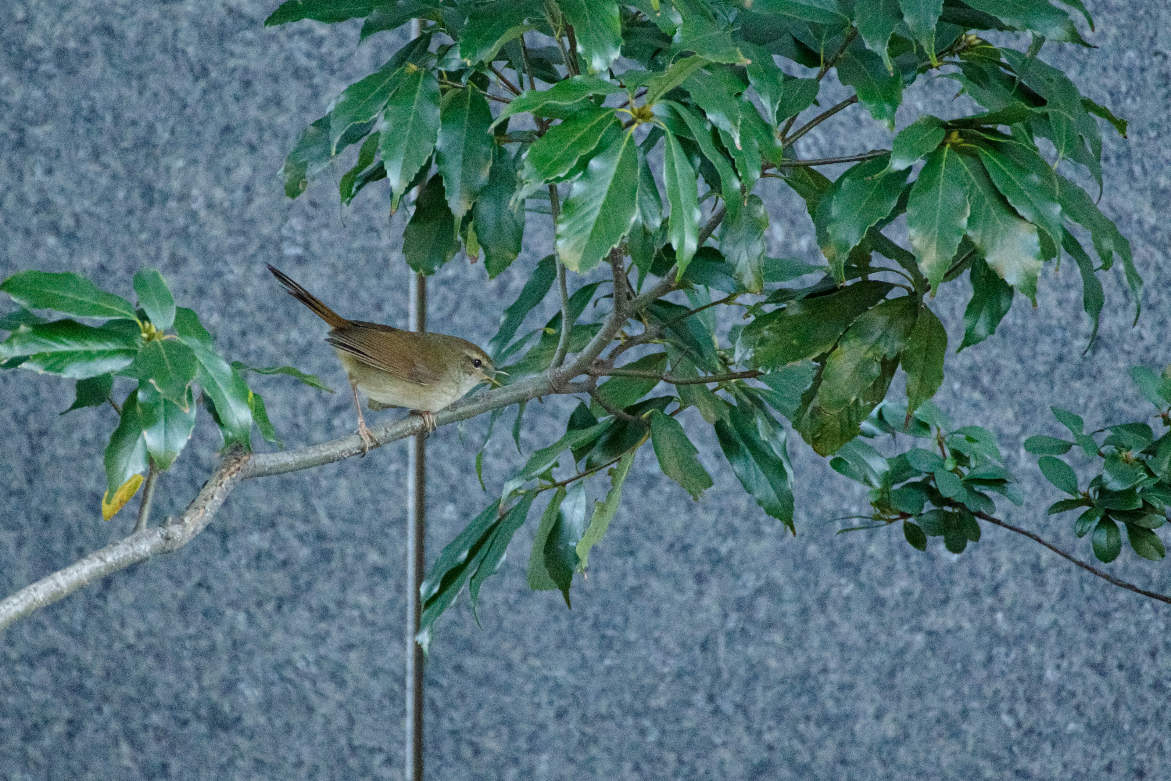 Un petit oiseau perché sur une branche entourée de feuilles vertes