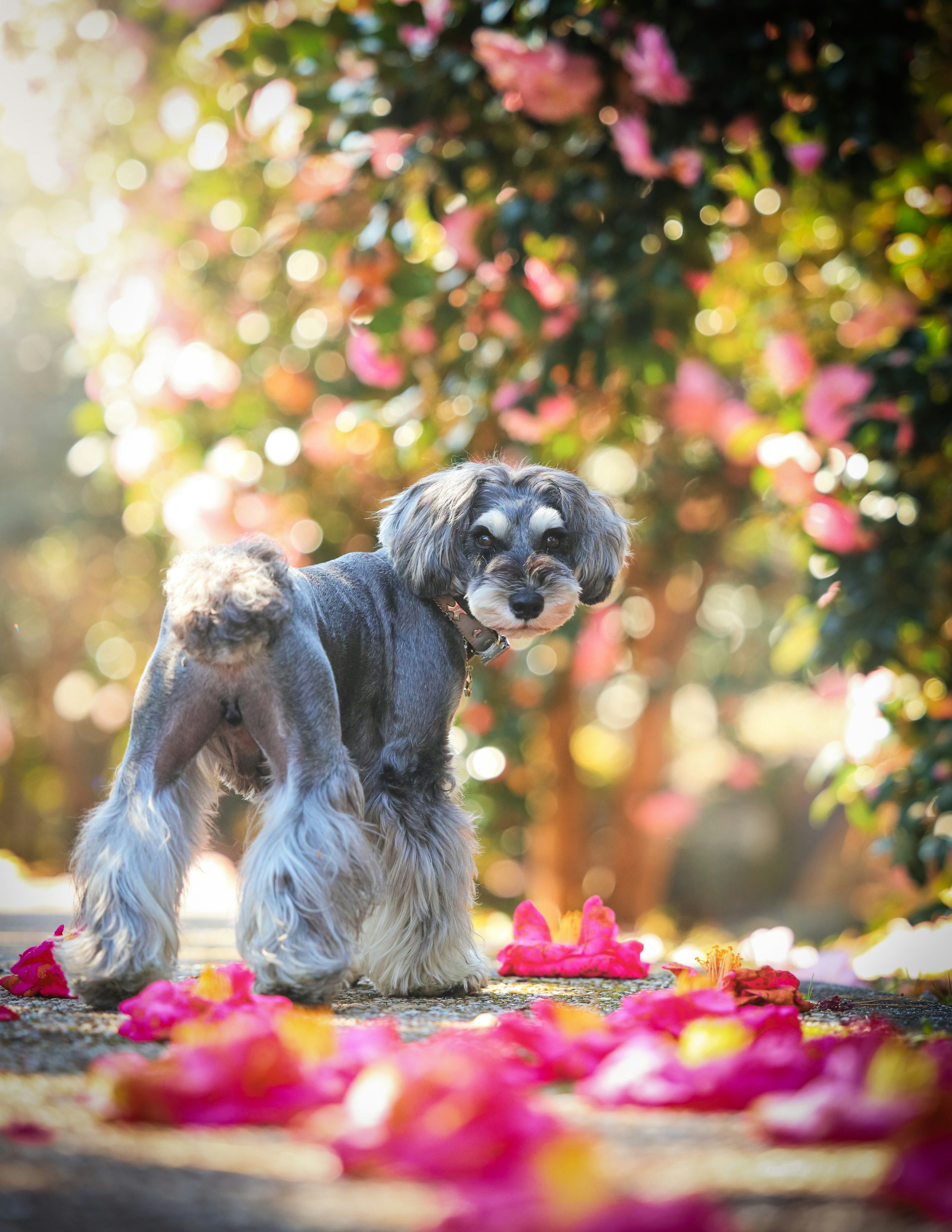 A long-haired dog looking back with flowers in the background