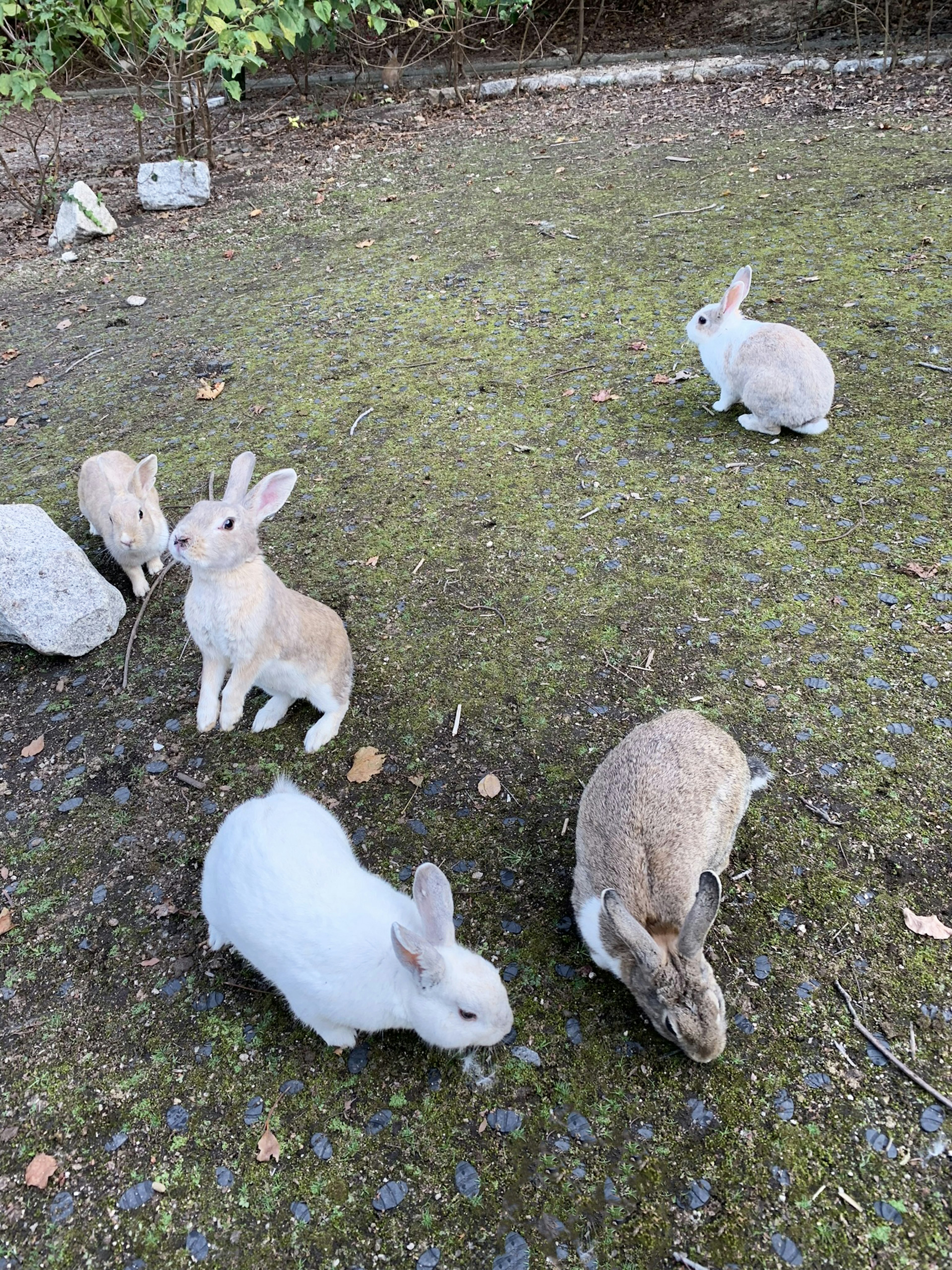 Un grupo de conejos sobre un suelo de hierba