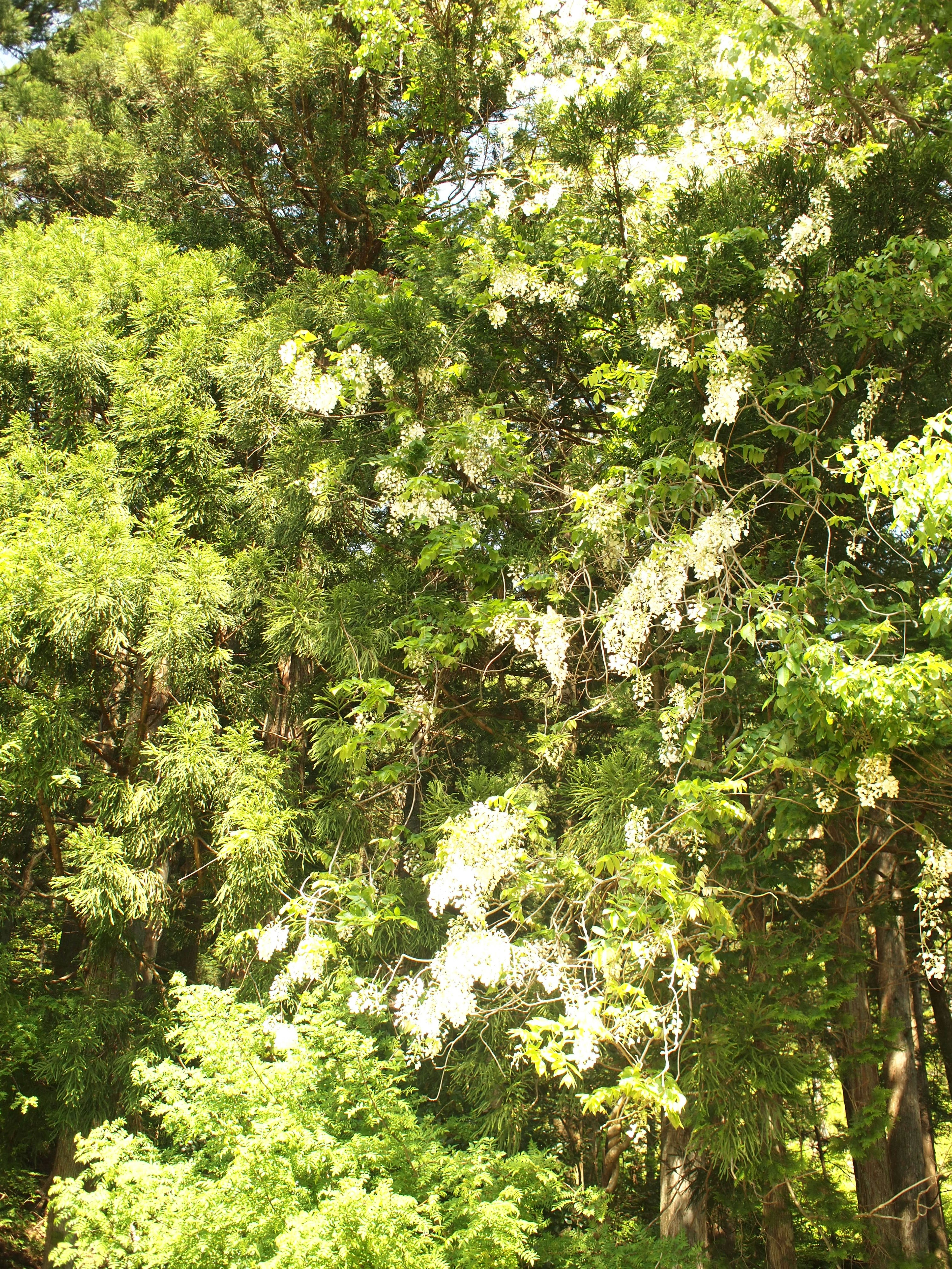 Lush green trees with blooming white flowers