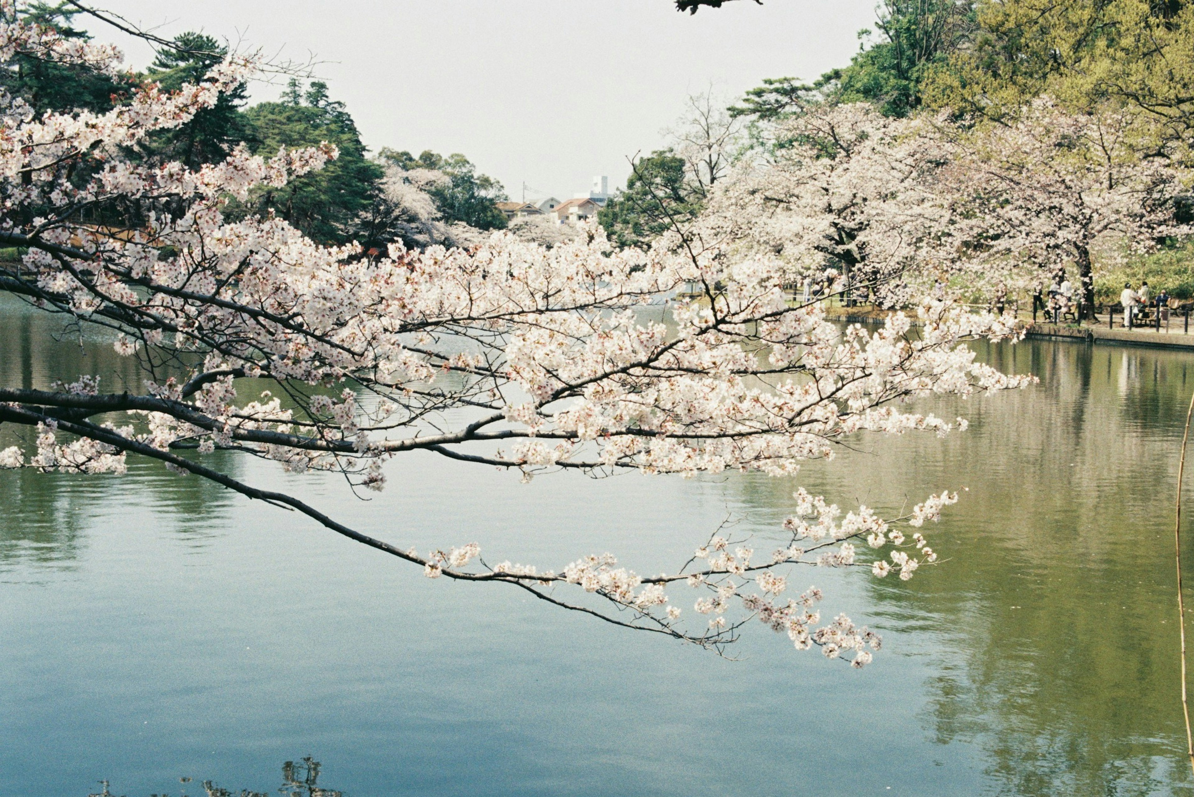 Rami di ciliegio in fiore sopra un lago sereno che riflette i fiori