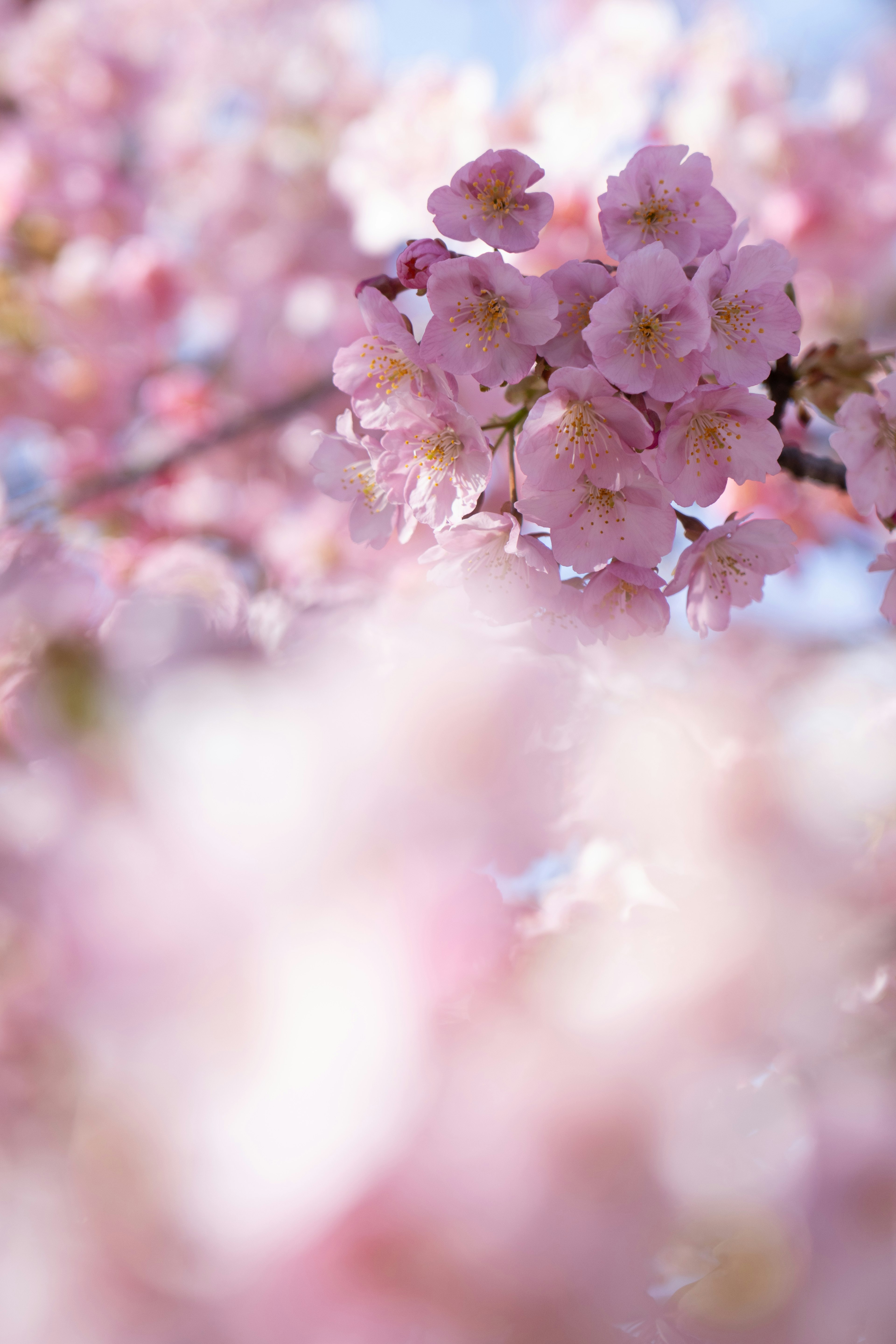 Beautiful scene of blooming cherry blossoms