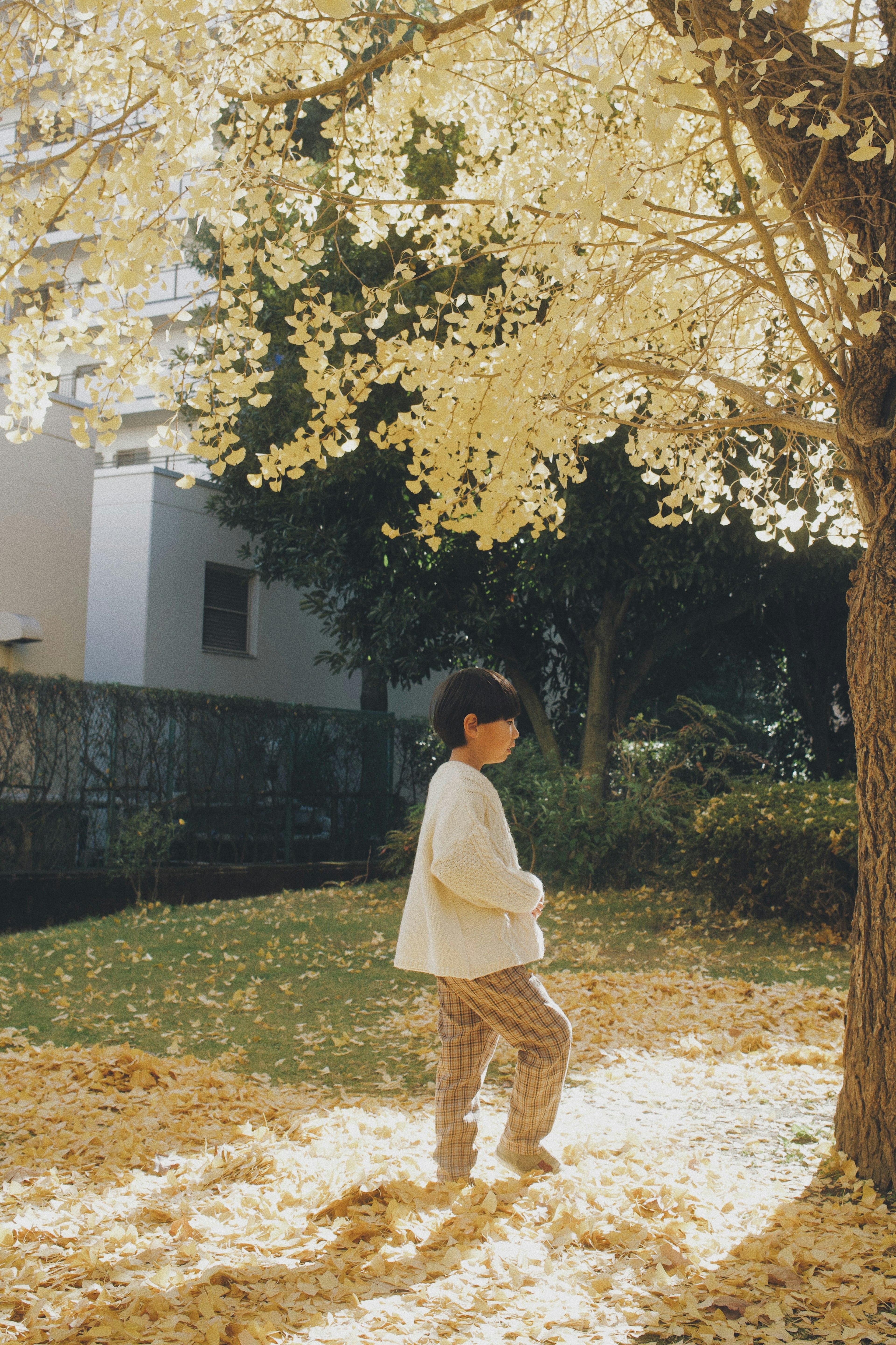 Child walking under a tree with golden leaves