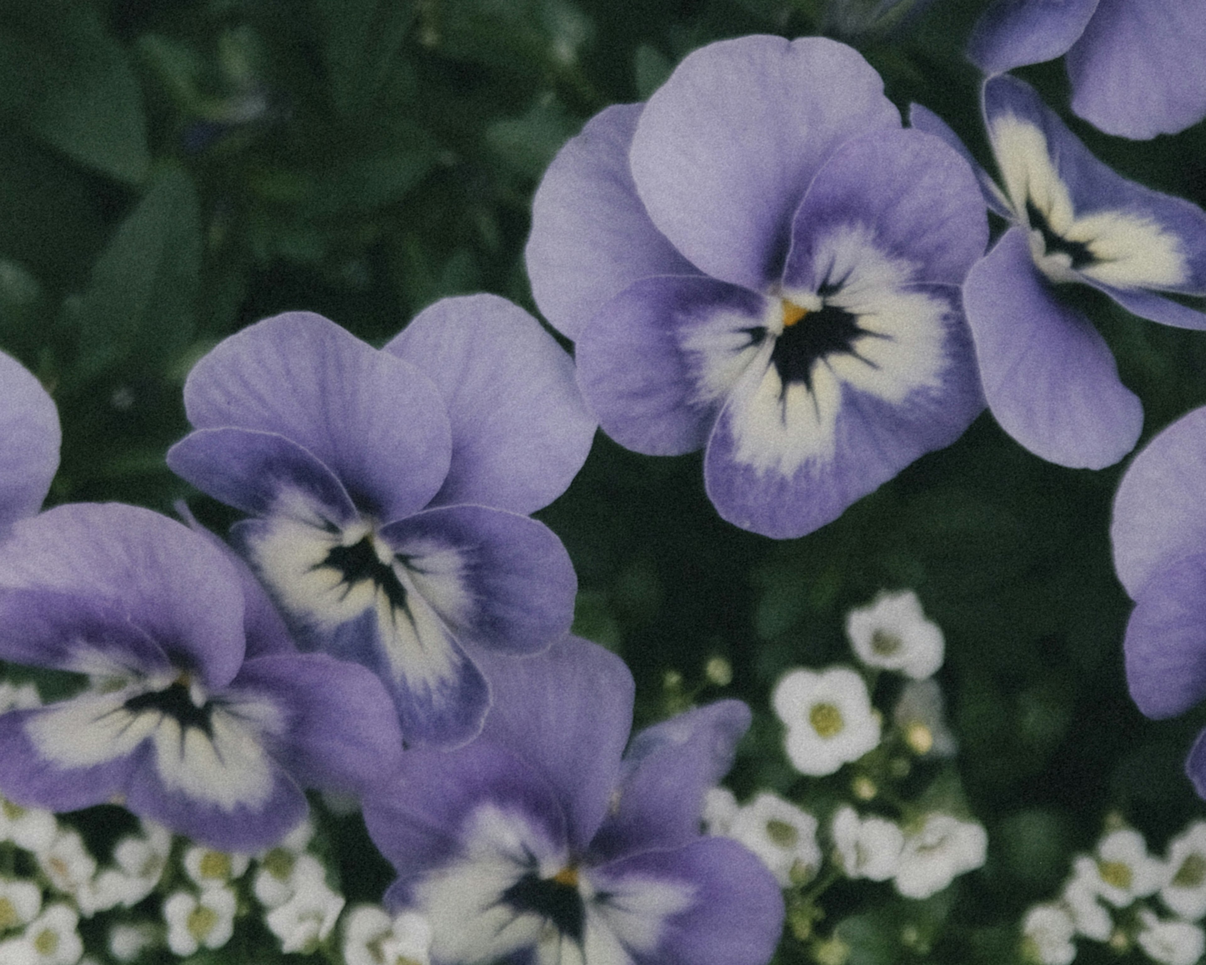 Purple pansies with white flowers in the background