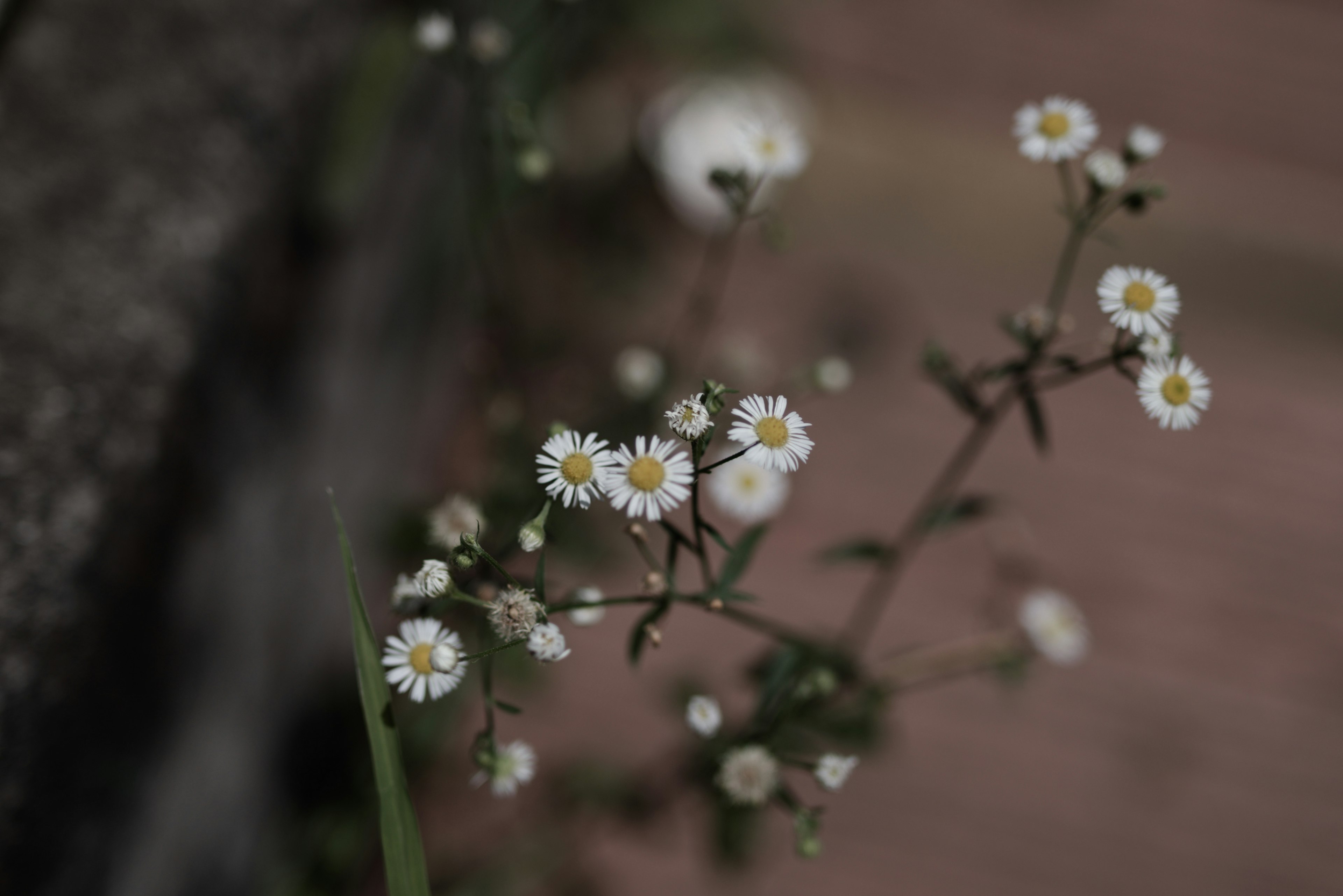 白い小花が咲いている草の茎のクローズアップ