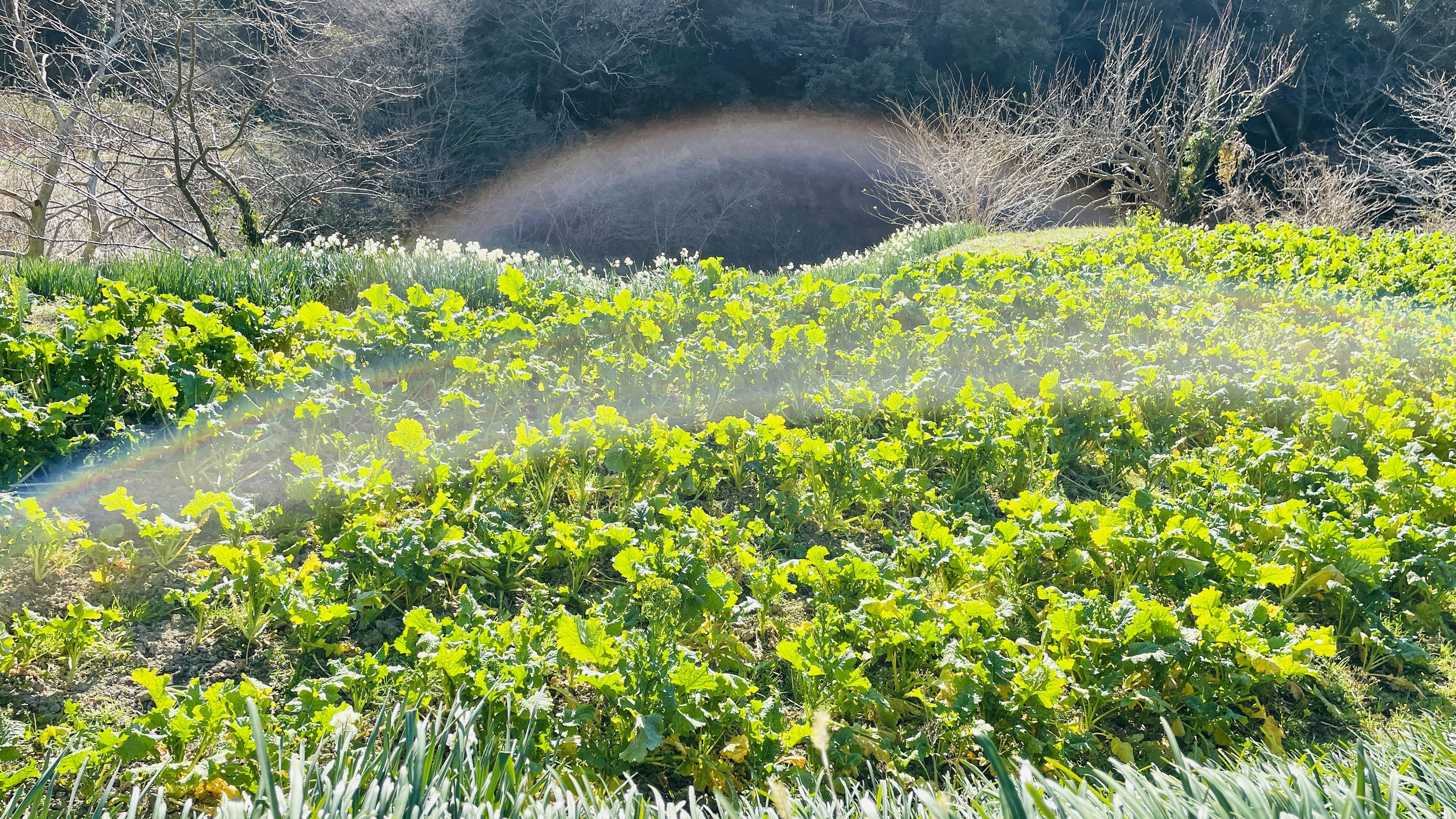 Un paysage avec des plantes vertes et un arc-en-ciel en arrière-plan