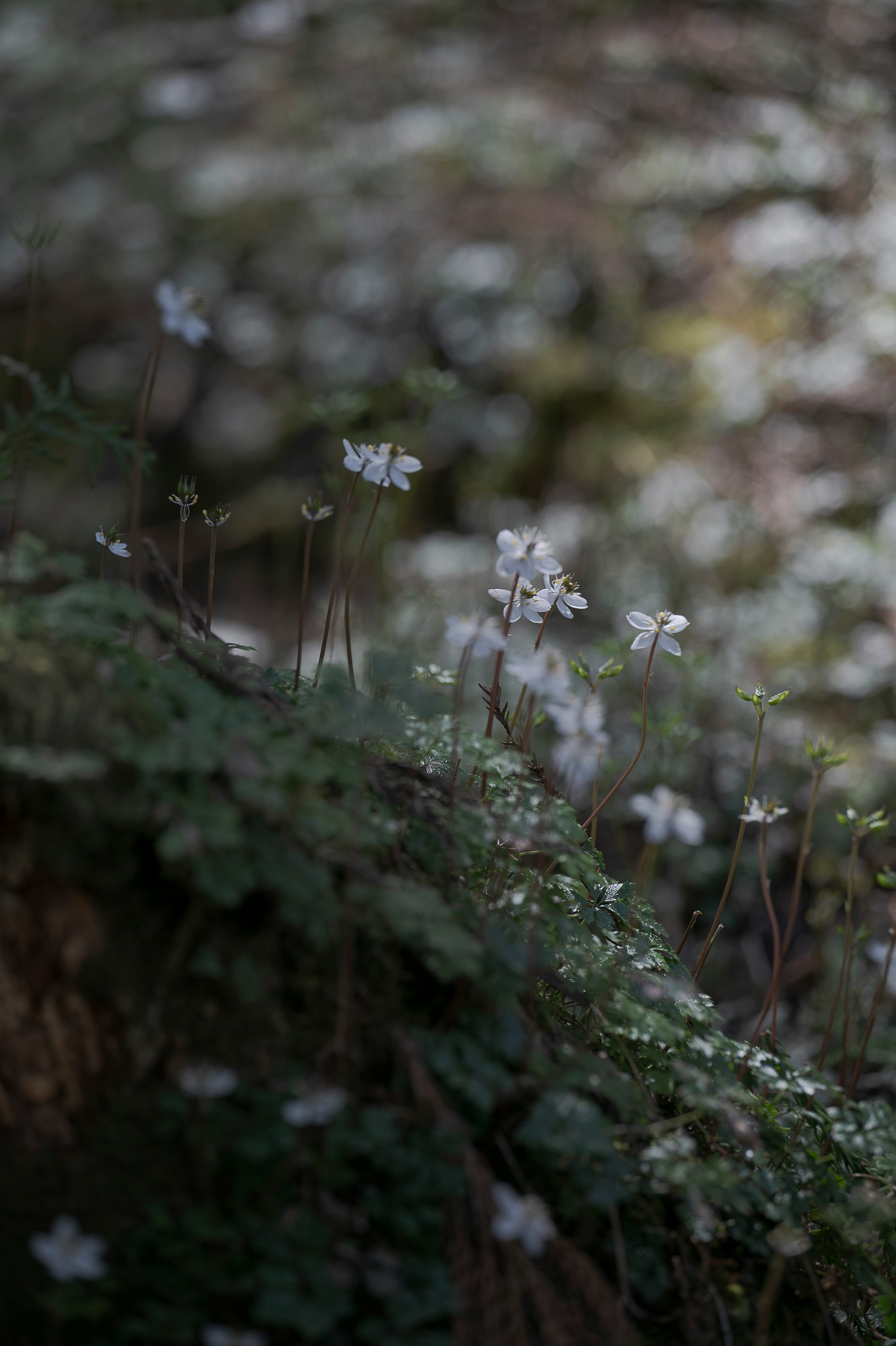 Delicate white flowers blooming amidst green moss in a dim forest