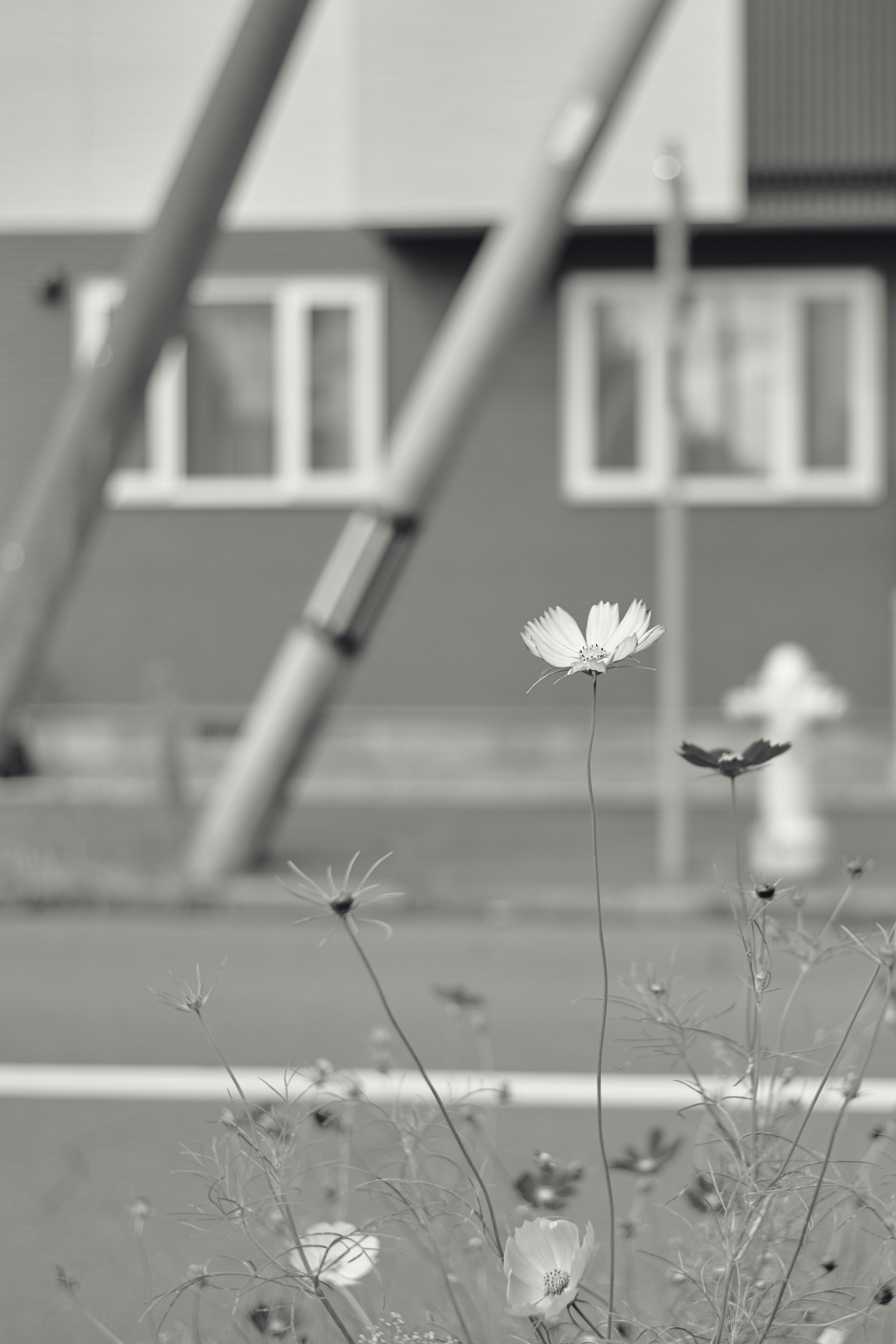 White flowers in the foreground with a building and pipes in the background in a monochrome setting