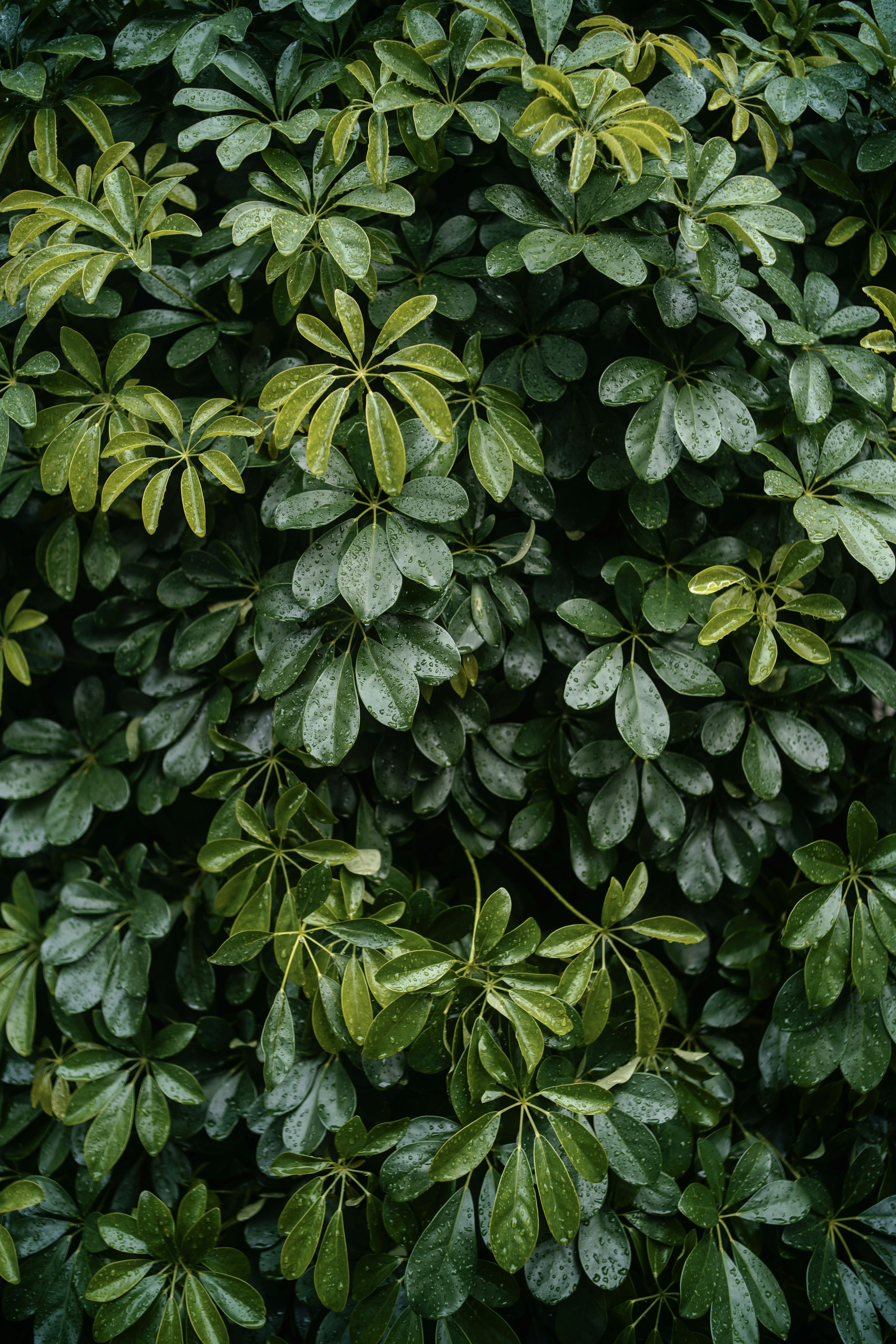 緑と黄緑の葉が豊かに茂る植物のクローズアップ