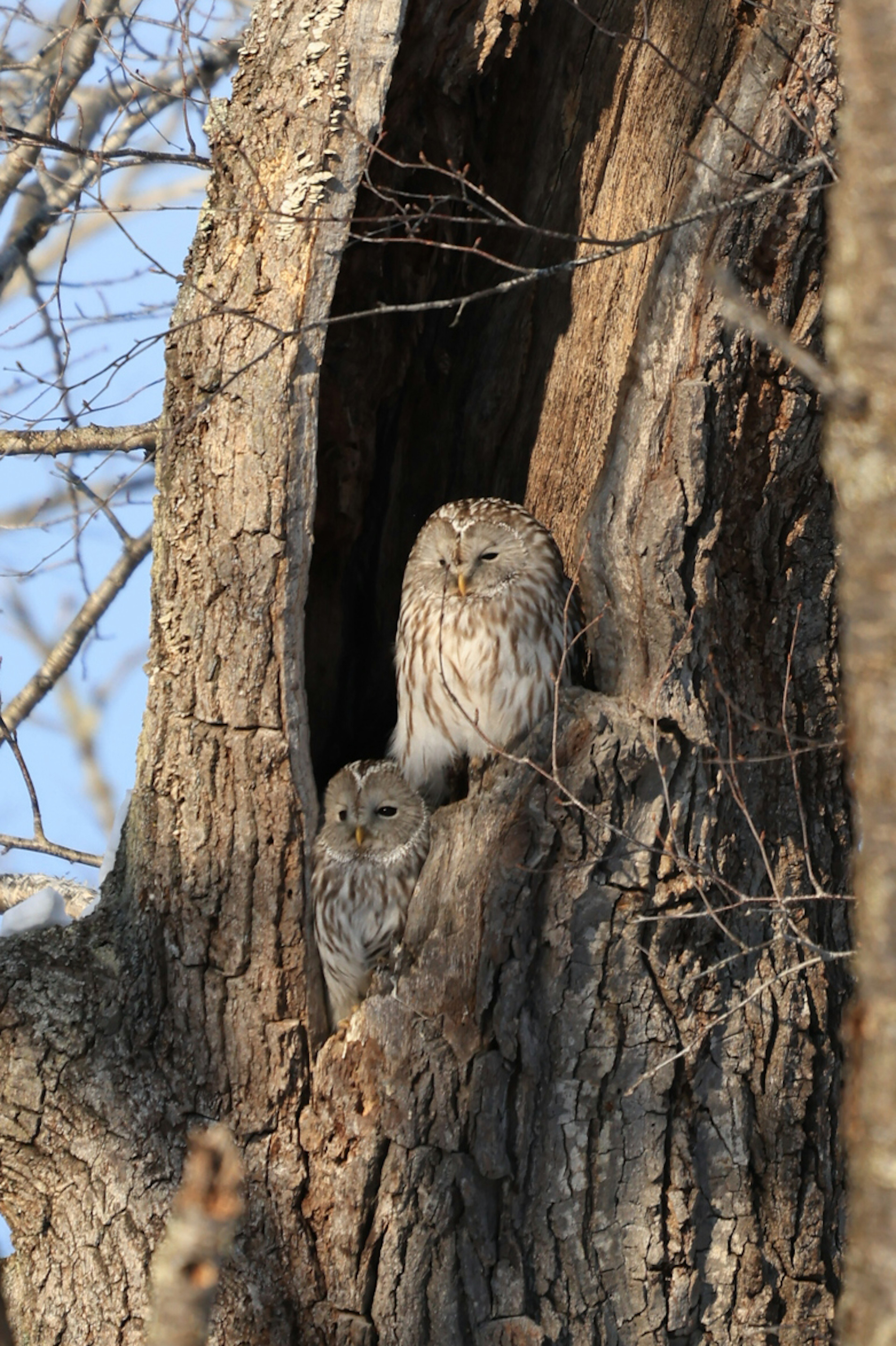 Una pareja de búhos anidando en un tronco de árbol