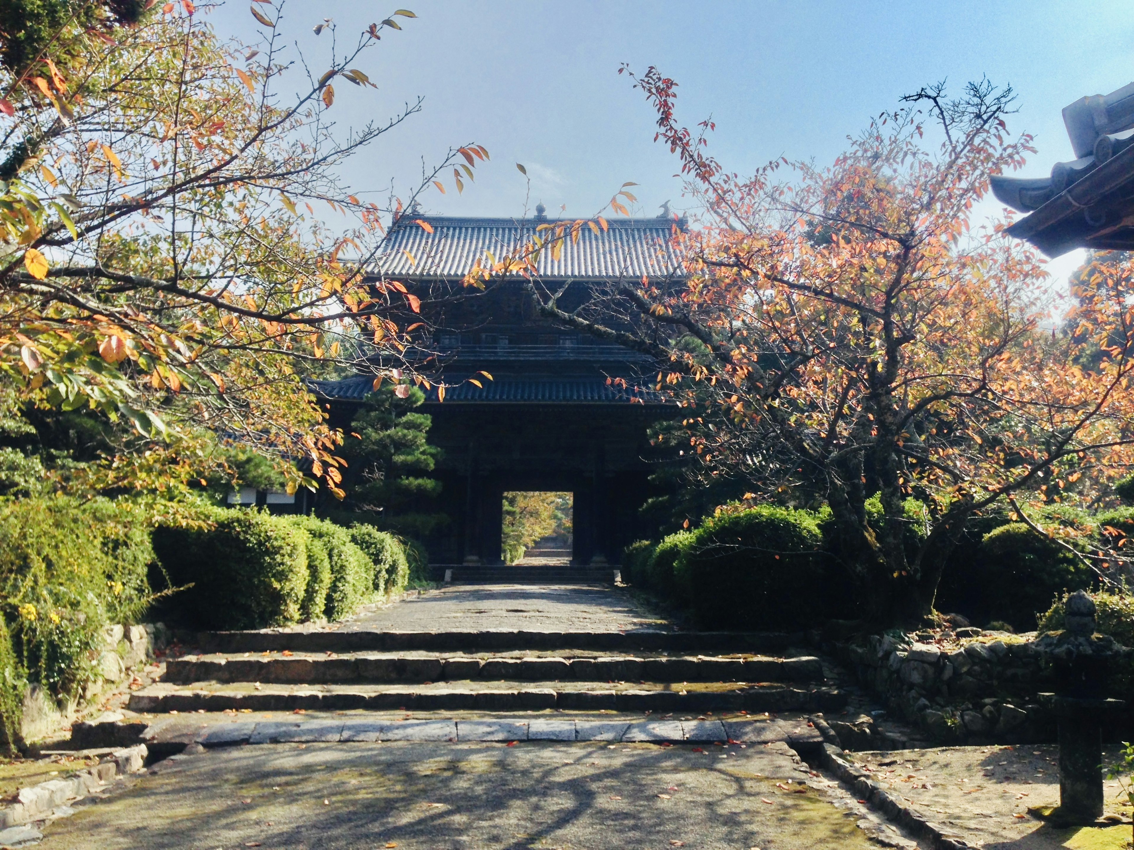 Entrance of a Japanese temple surrounded by autumn cherry trees and stone steps