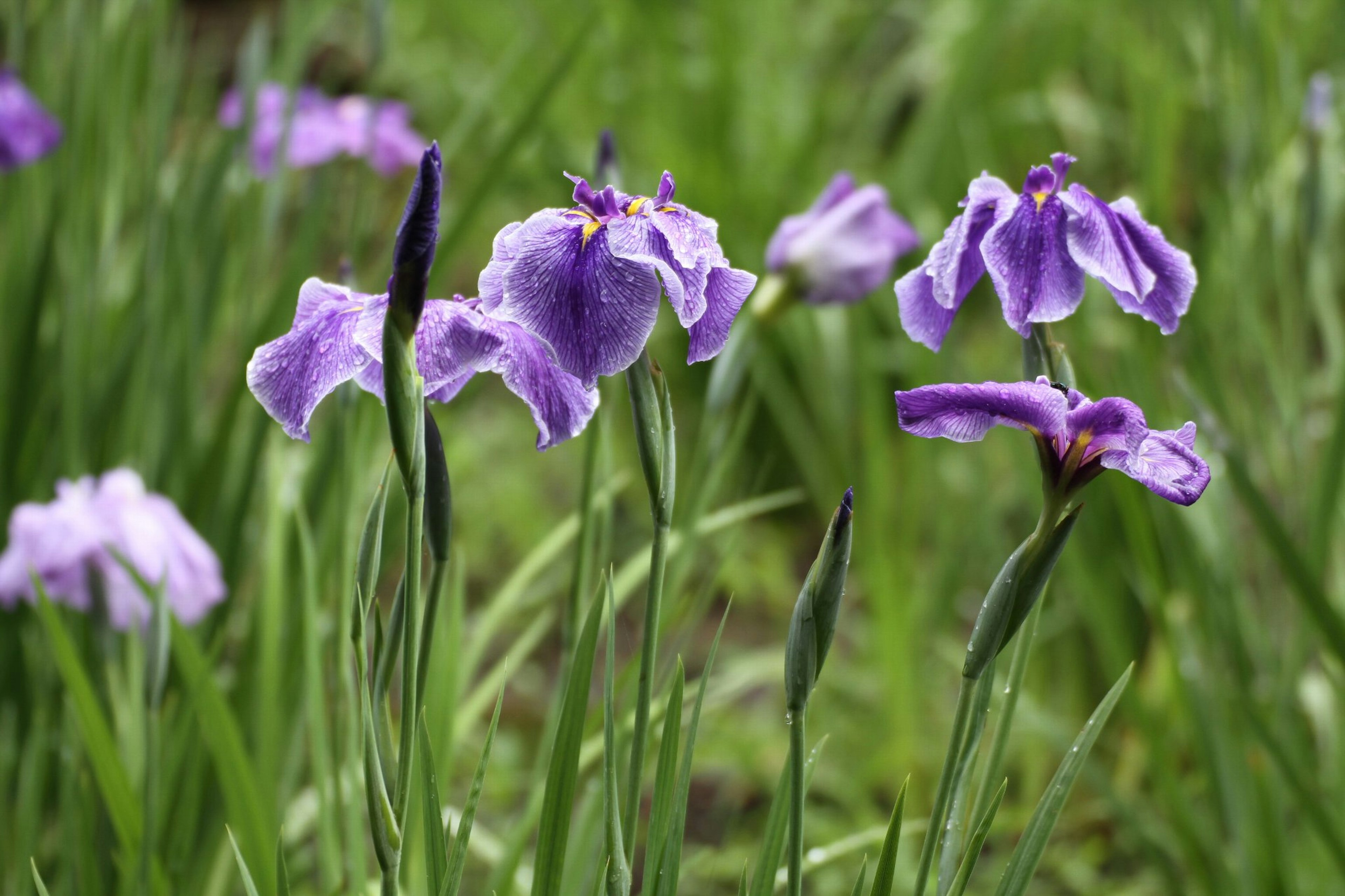 Bunga iris ungu yang indah mekar di antara rumput hijau