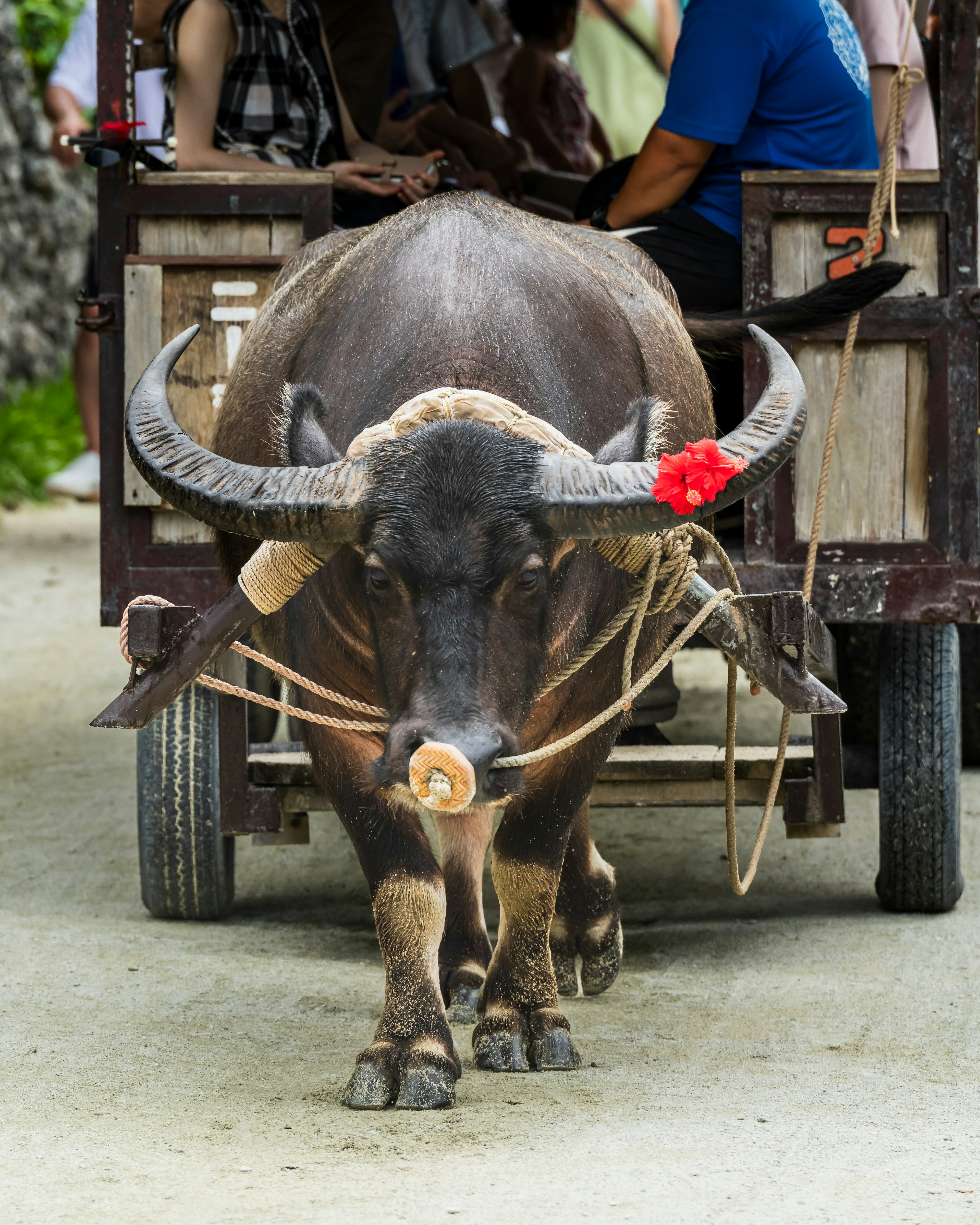 Water buffalo pulling a cart with a red ornament on its head