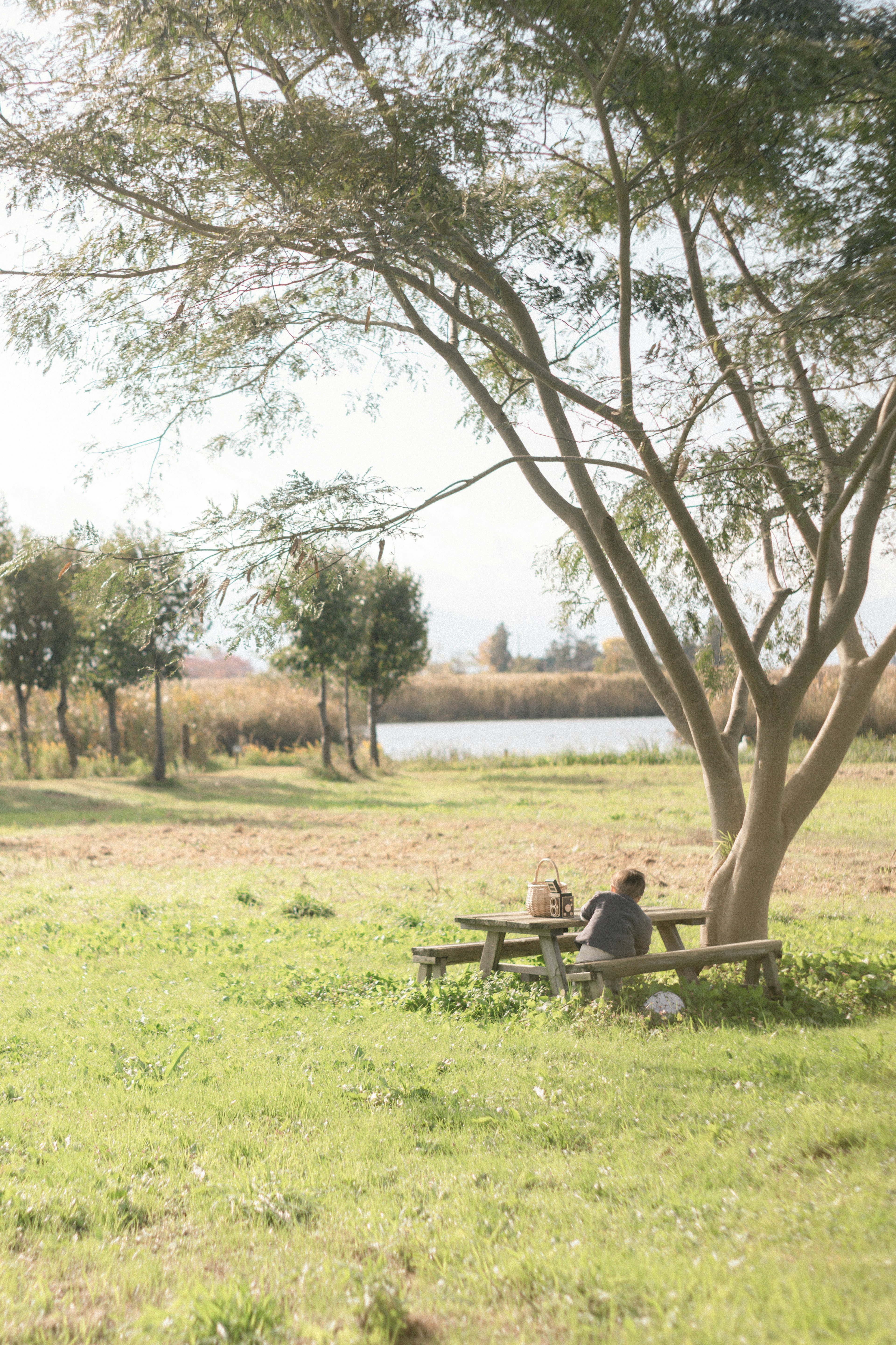 Zwei Personen sitzen an einem Picknicktisch unter einem großen Baum auf einer grünen Wiese