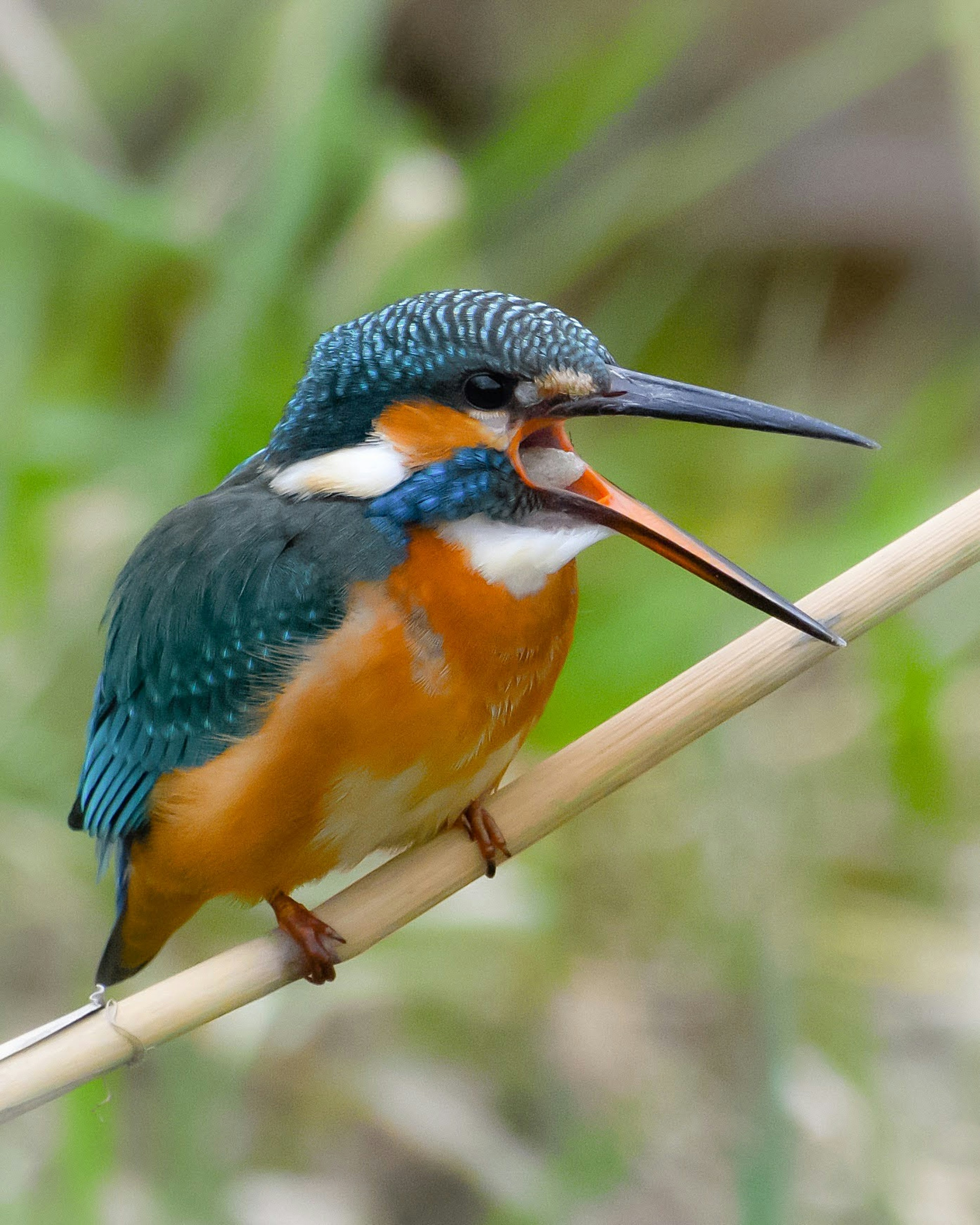 A kingfisher with blue feathers and an orange belly perched on a branch