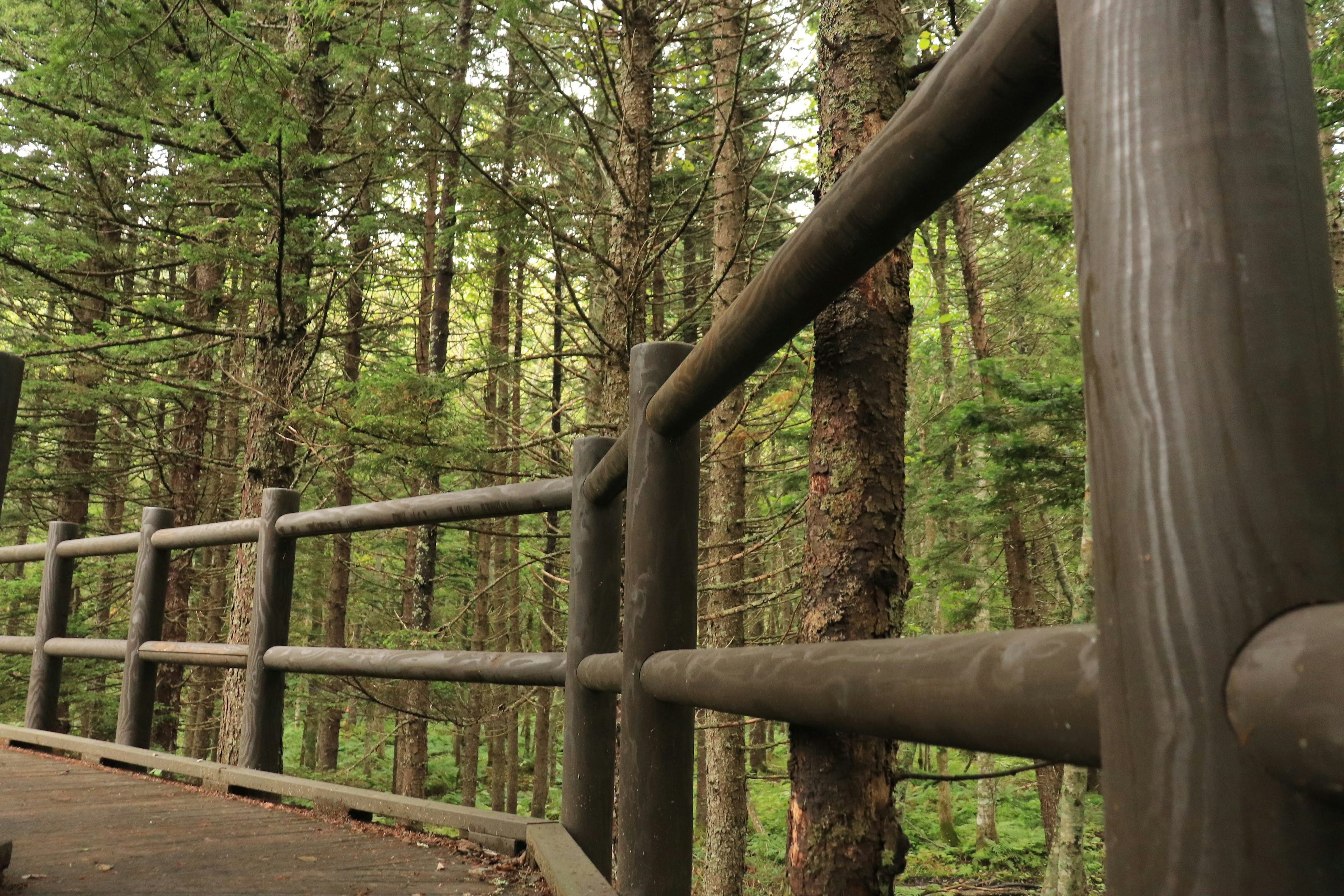 Railing in legno lungo un sentiero in una foresta