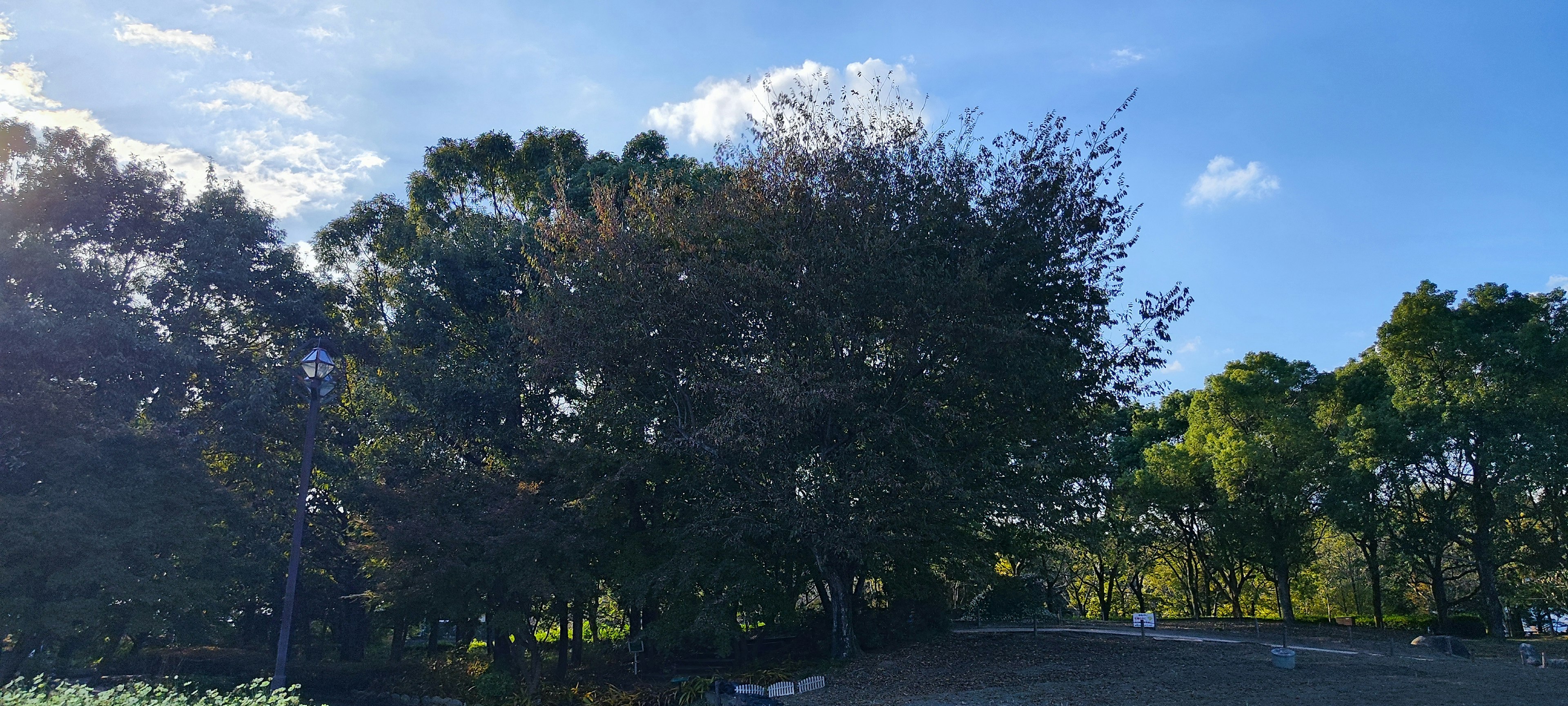 Lush green trees under a blue sky