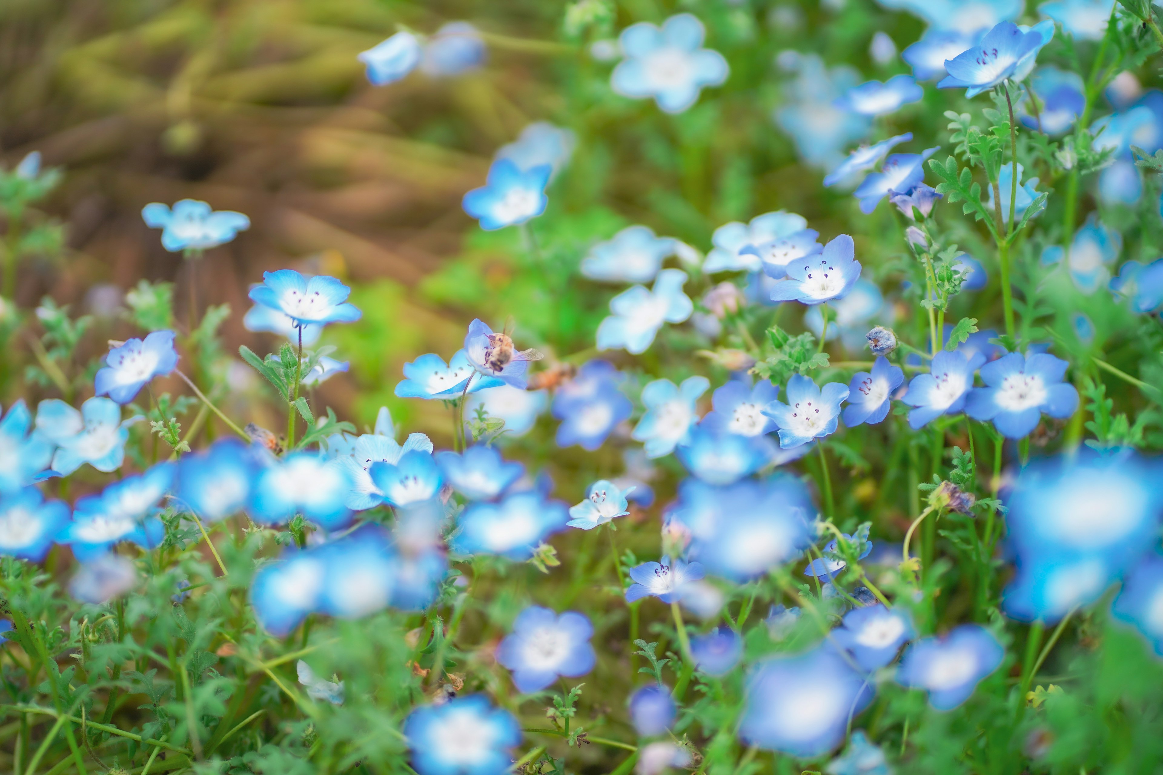 青い花が咲く風景の近接写真