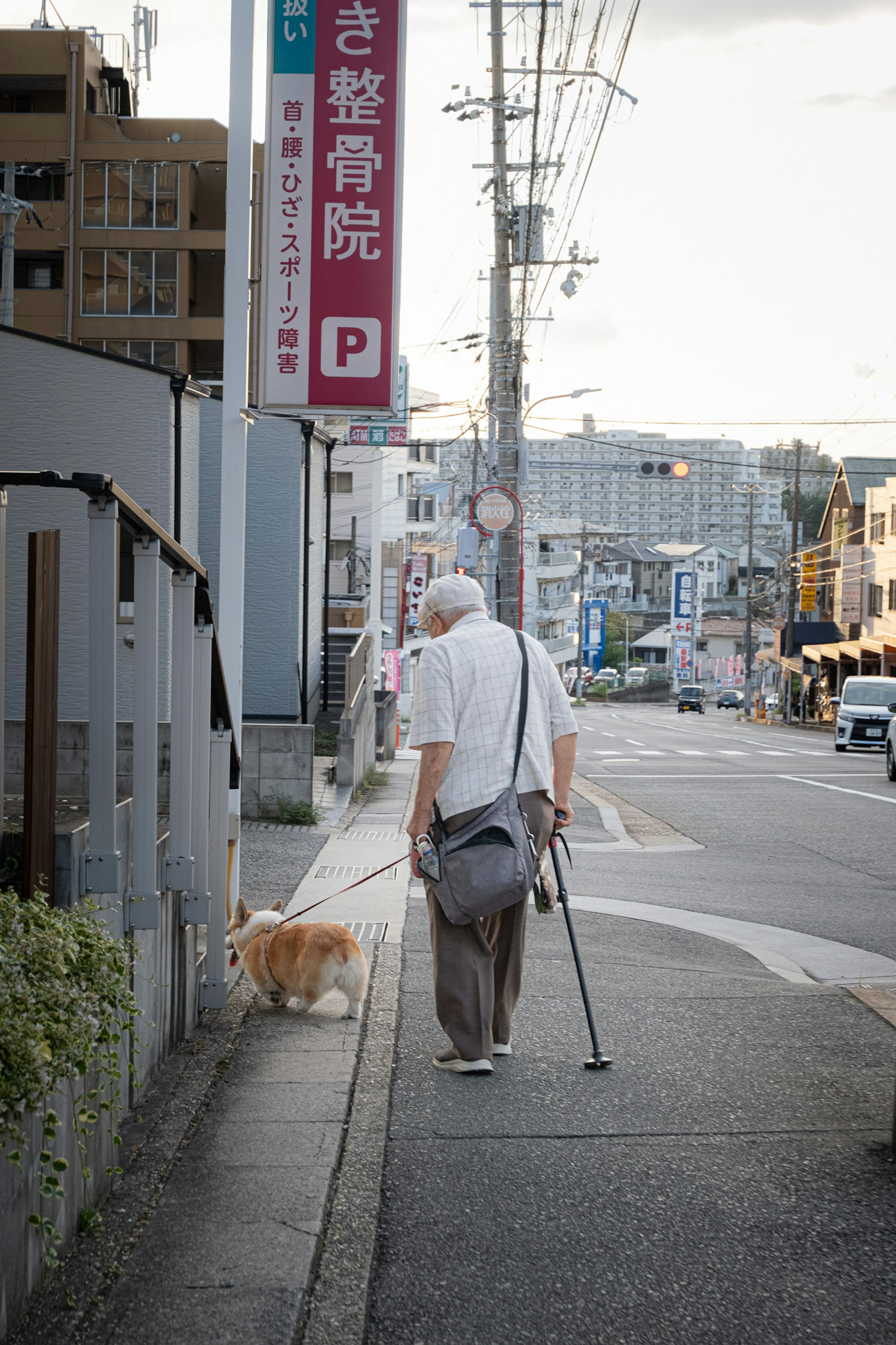 犬と散歩する高齢者の後ろ姿 街の風景と看板が見える