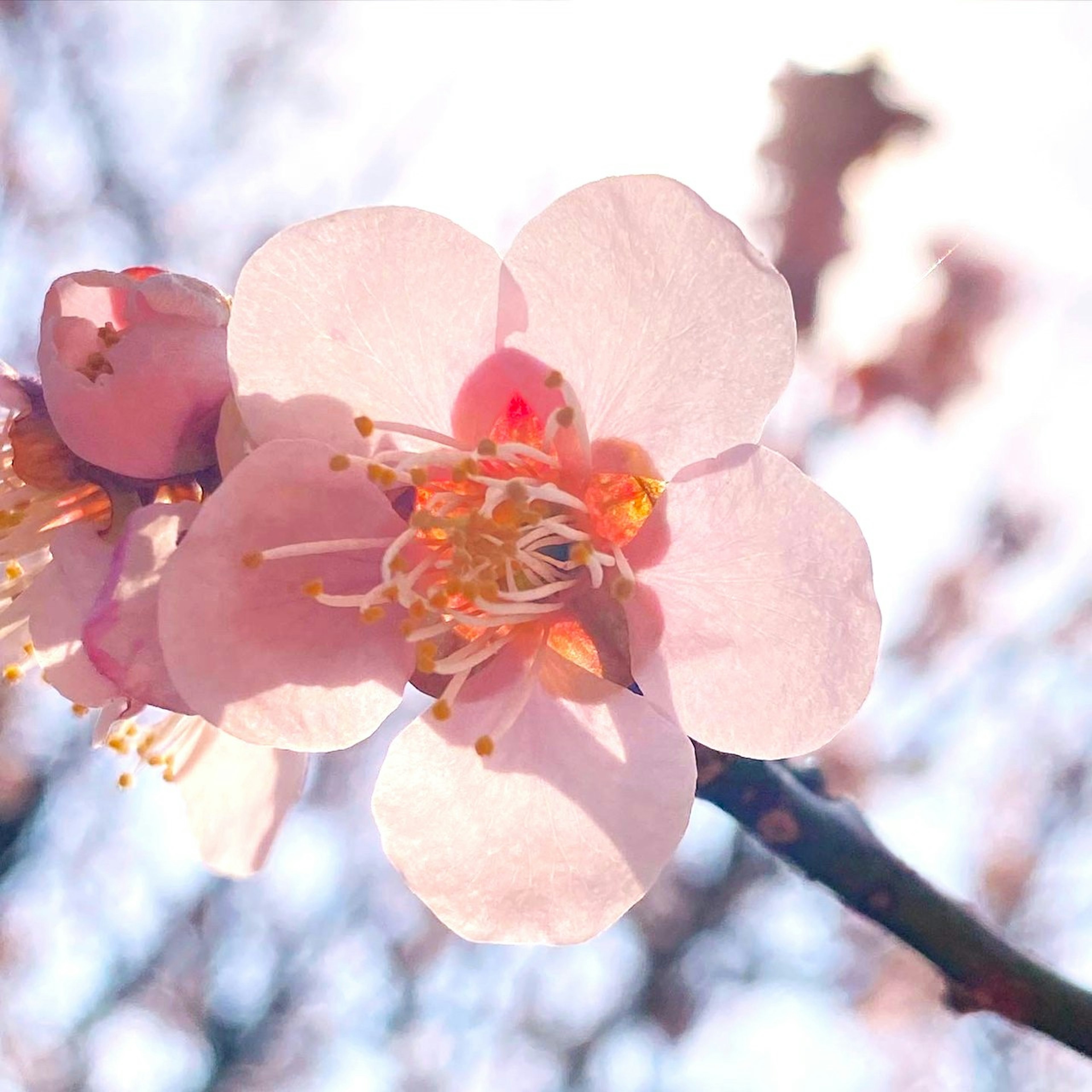 桜の花のアップ、淡いピンク色の花弁と黄色の雄しべが特徴