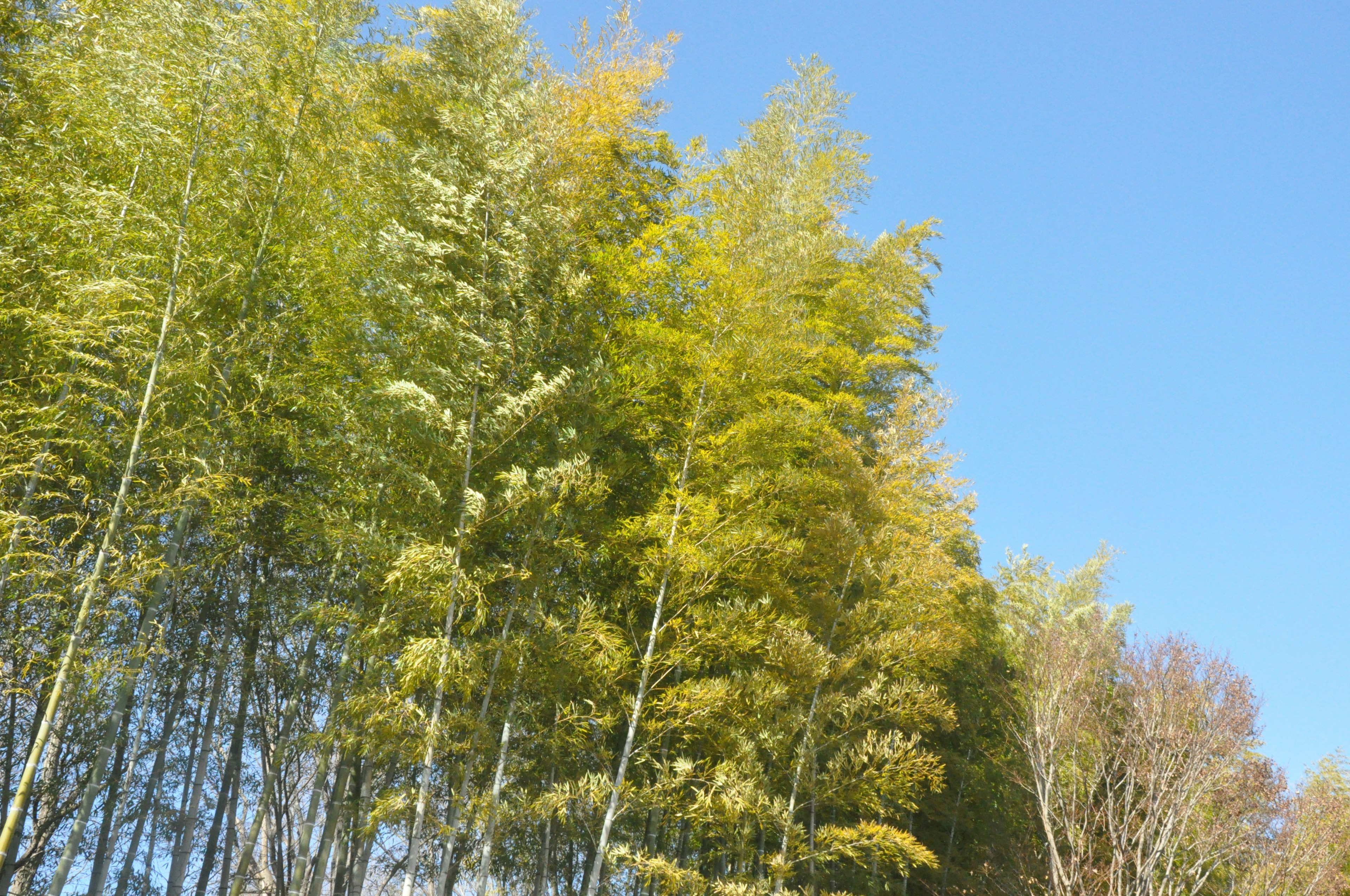 Hutan bambu di bawah langit biru yang cerah