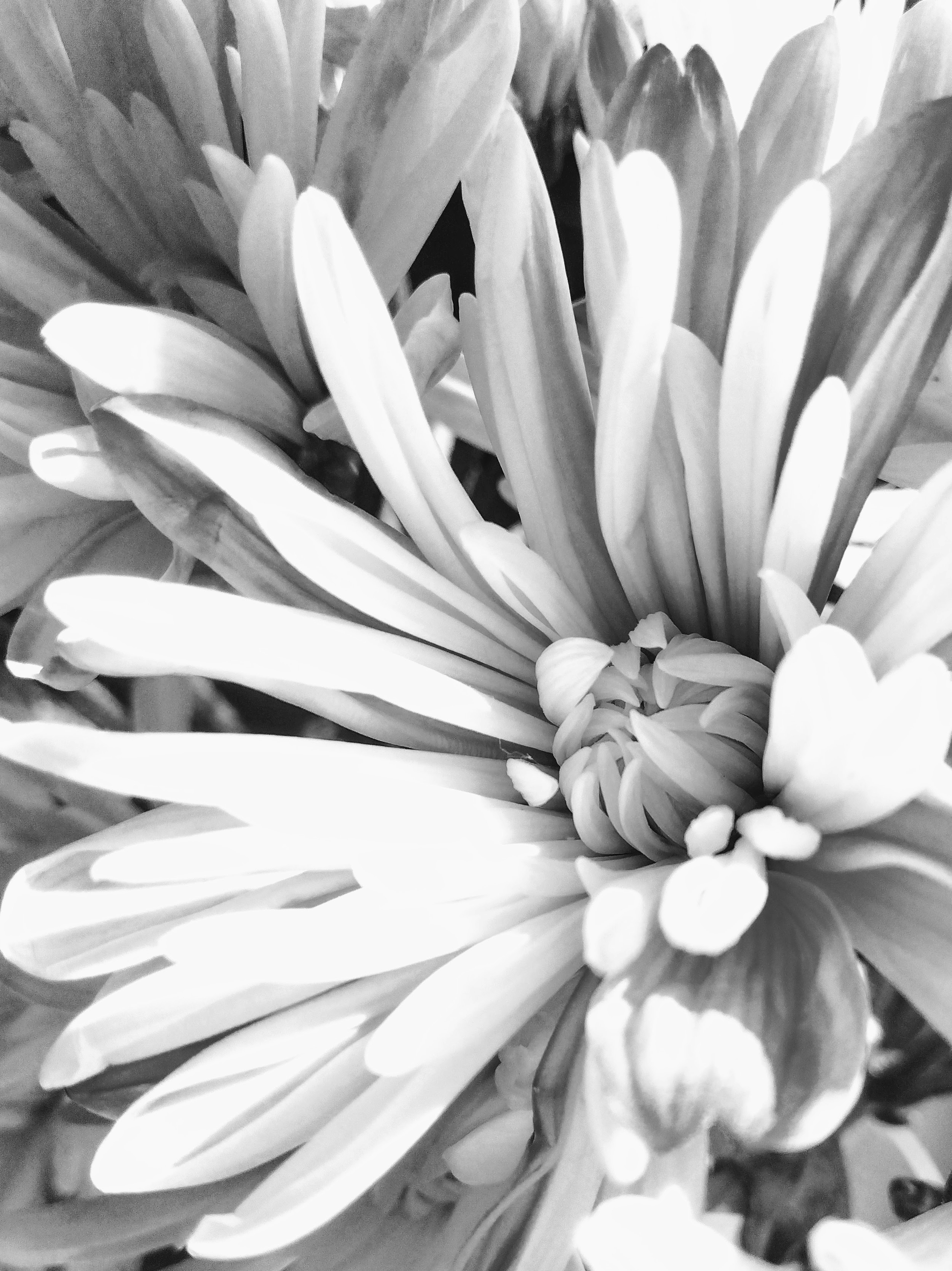 Close-up of black and white flowers with elongated petals overlapping