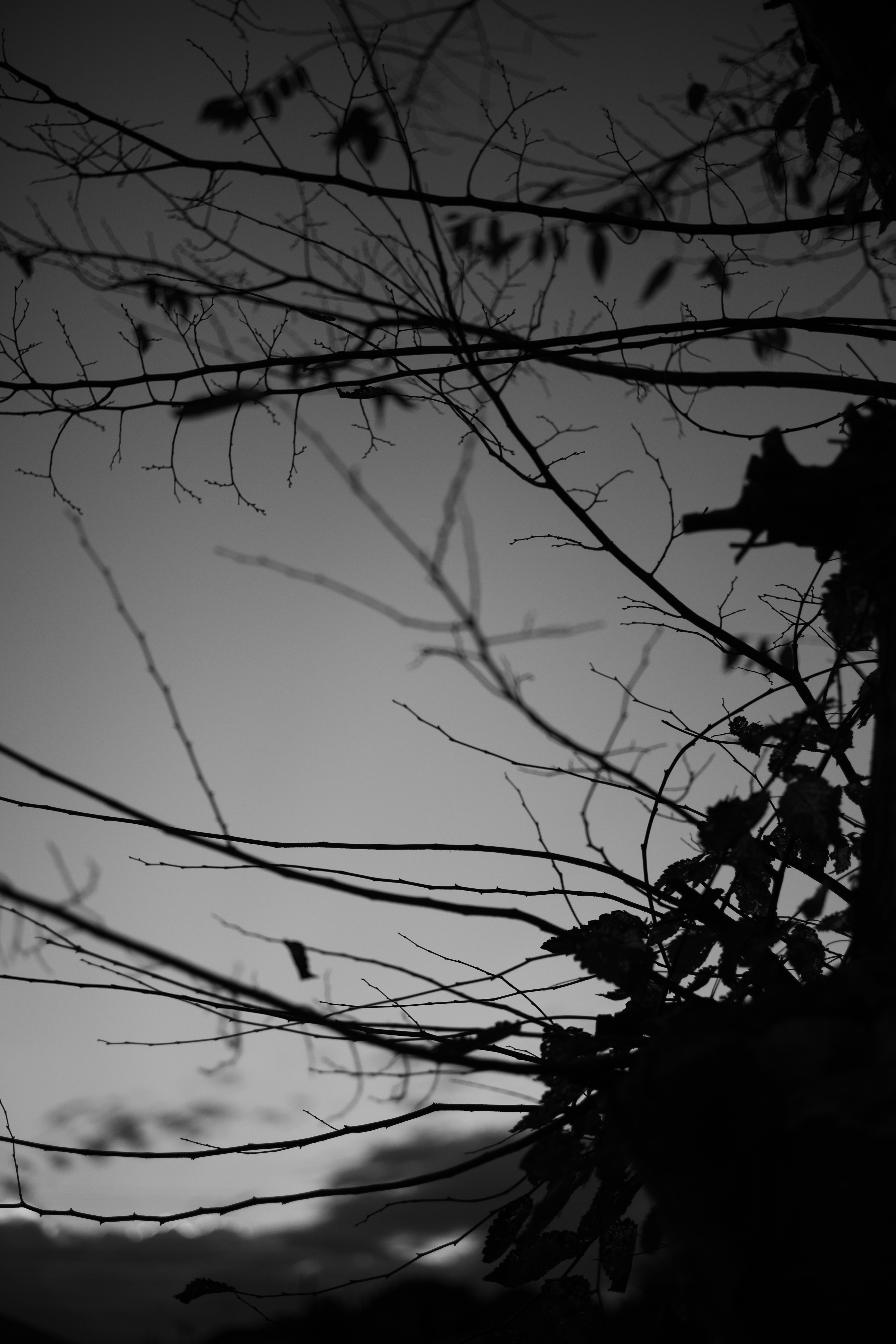 Silhouette de branches et de feuilles sur un fond noir et blanc contrasté