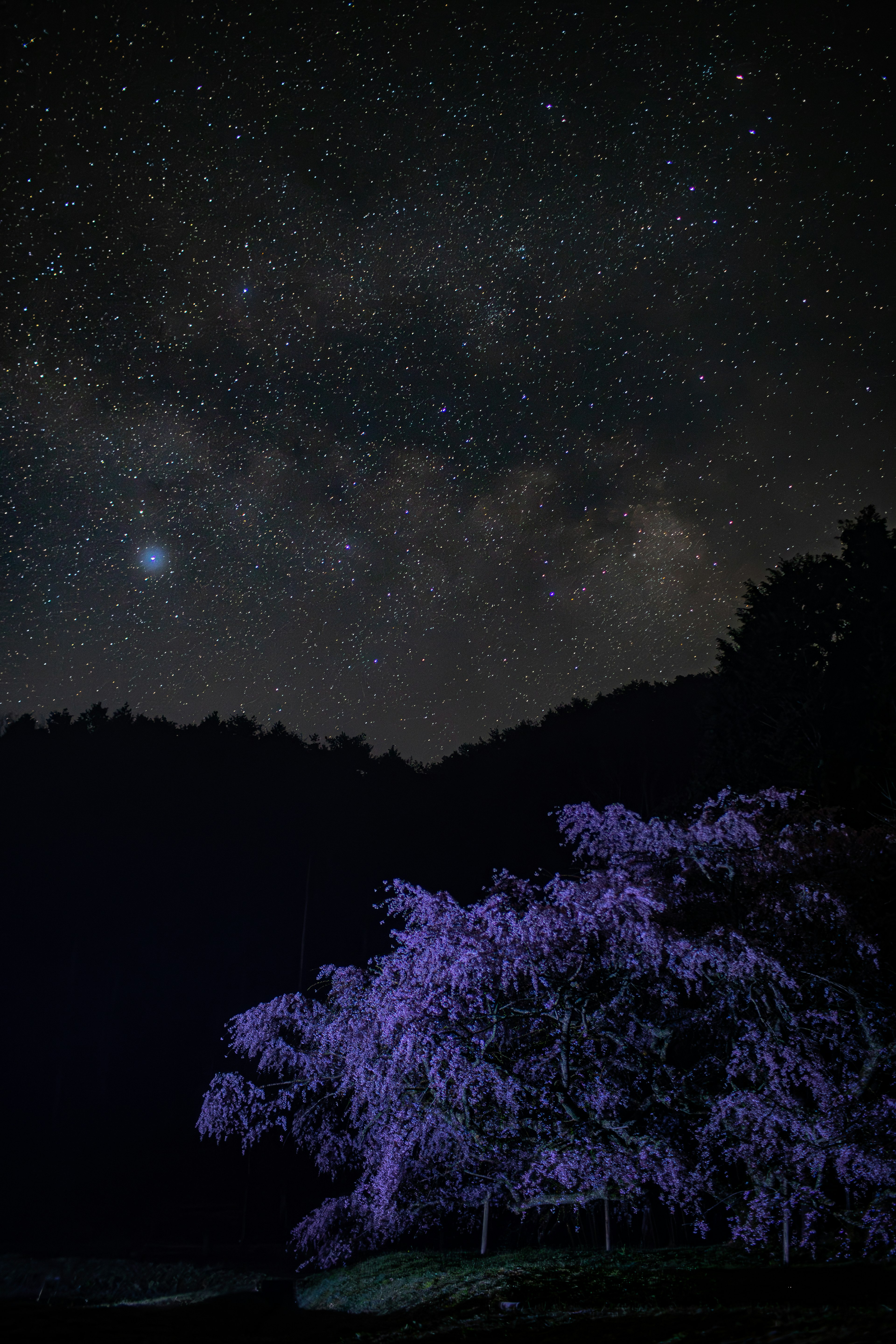 夜空に広がる星々と紫色の木