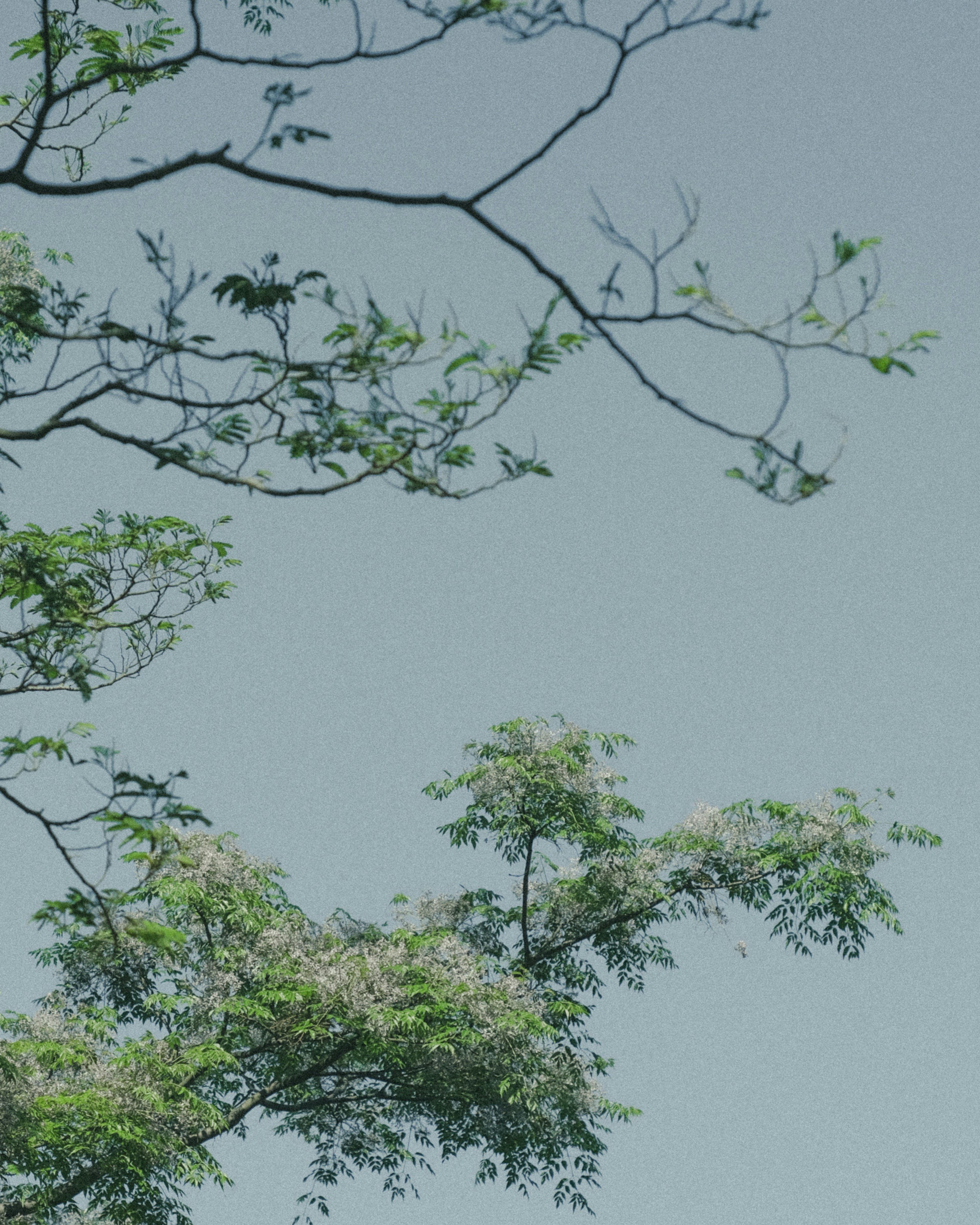 Un paysage de feuilles vertes et de branches fines sous un ciel bleu