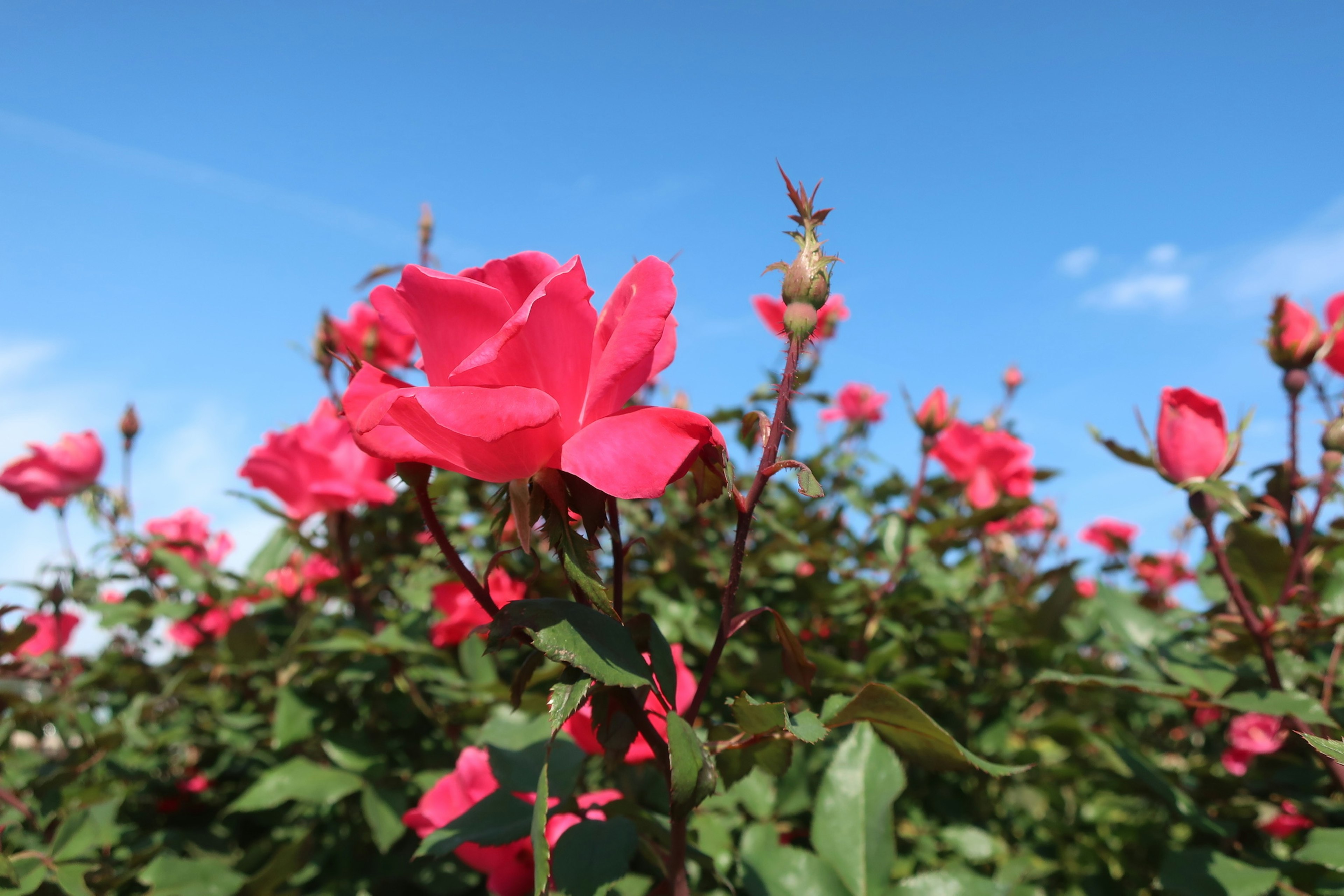 Vibrant pink roses blooming under a blue sky