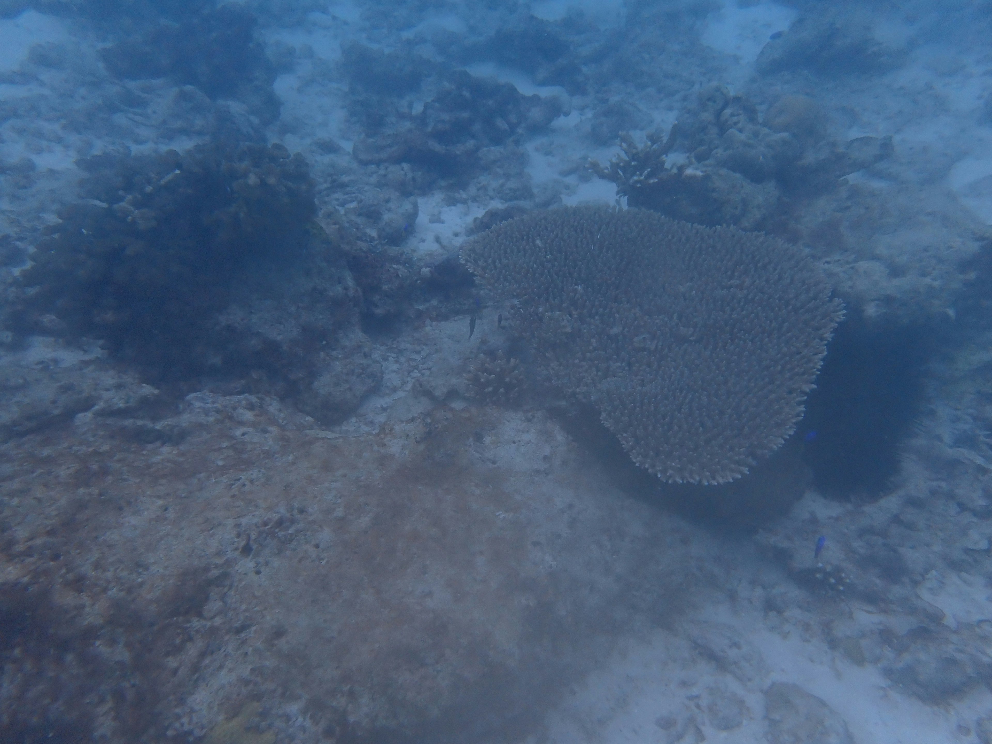 Pemandangan bawah laut dengan terumbu karang dan batu di dasar laut