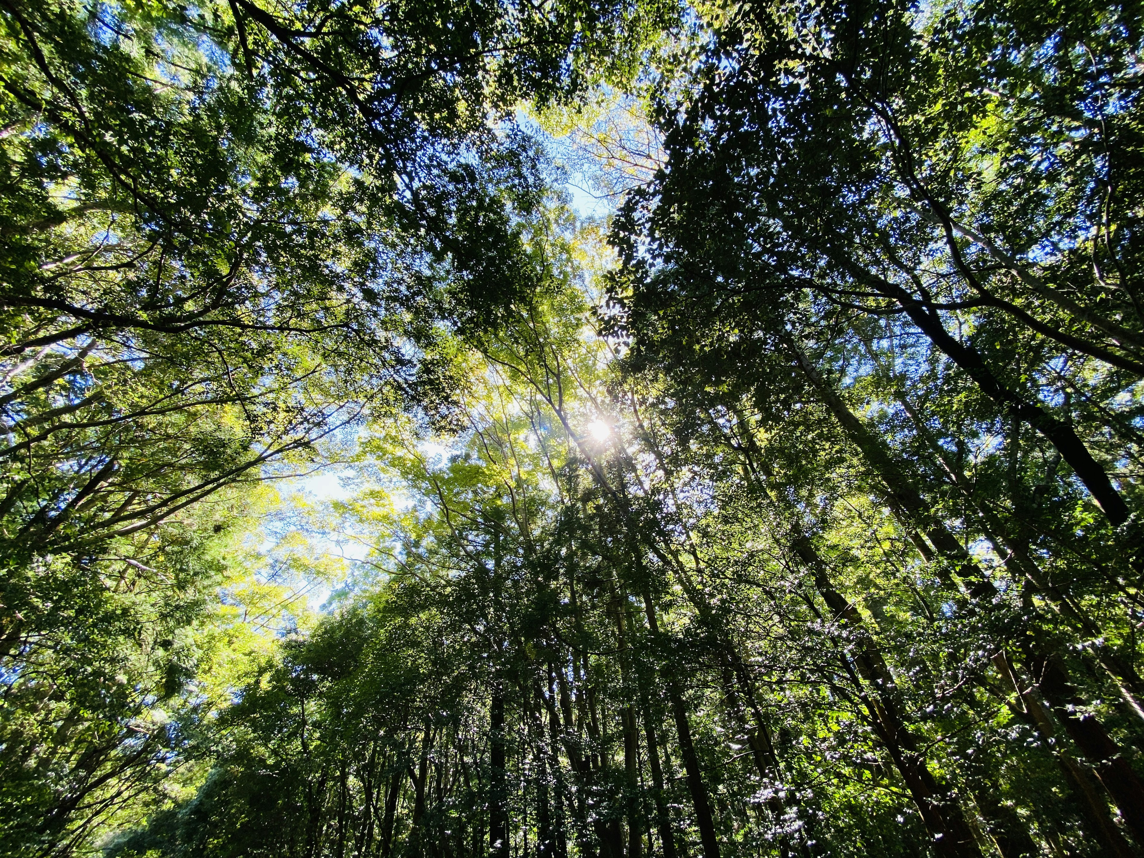 Üppige grüne Bäume umgeben einen hellen Himmel Sonnenlicht, das hindurchscheint