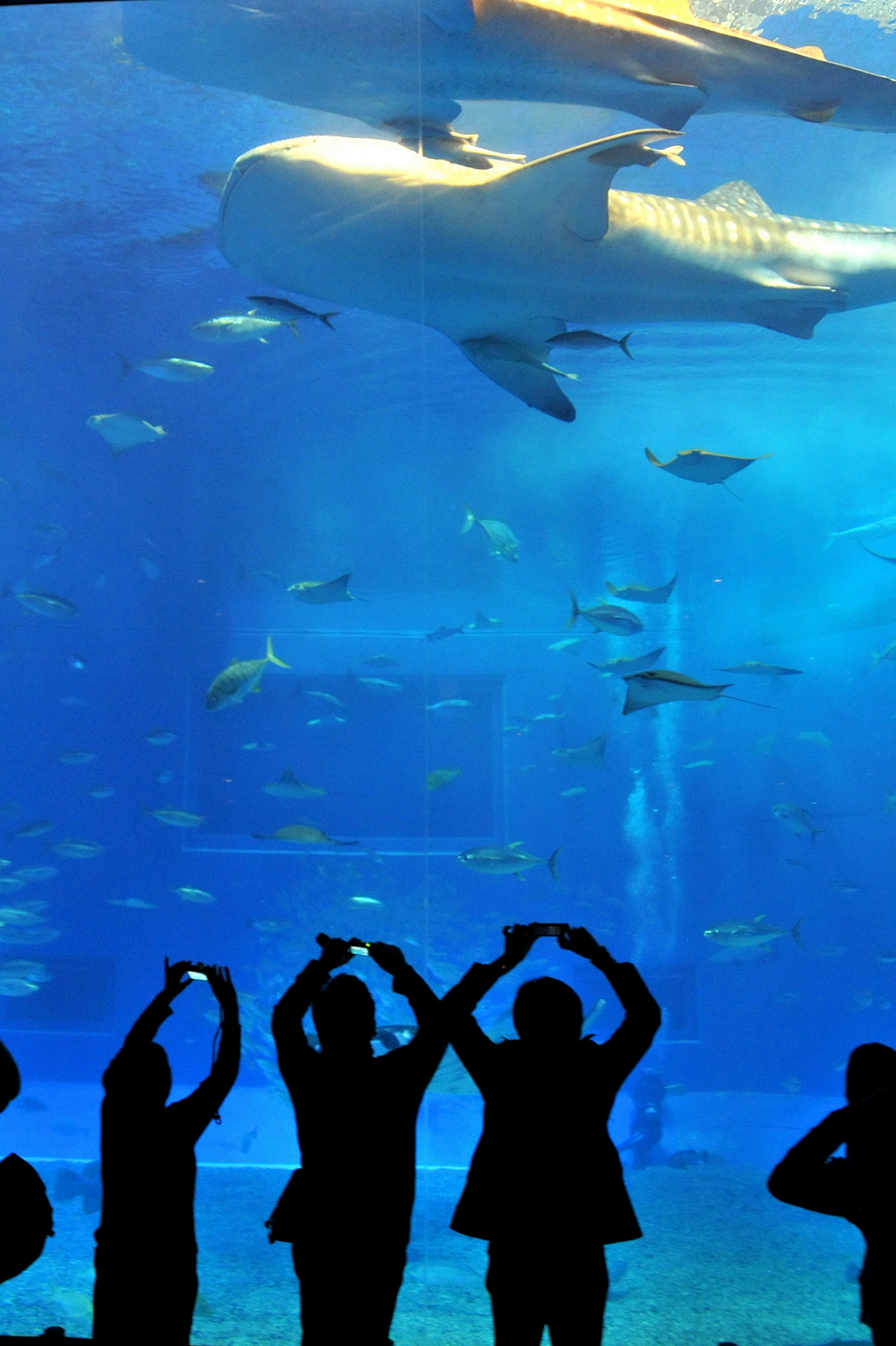 Silhouettes of people at an aquarium with swimming fish