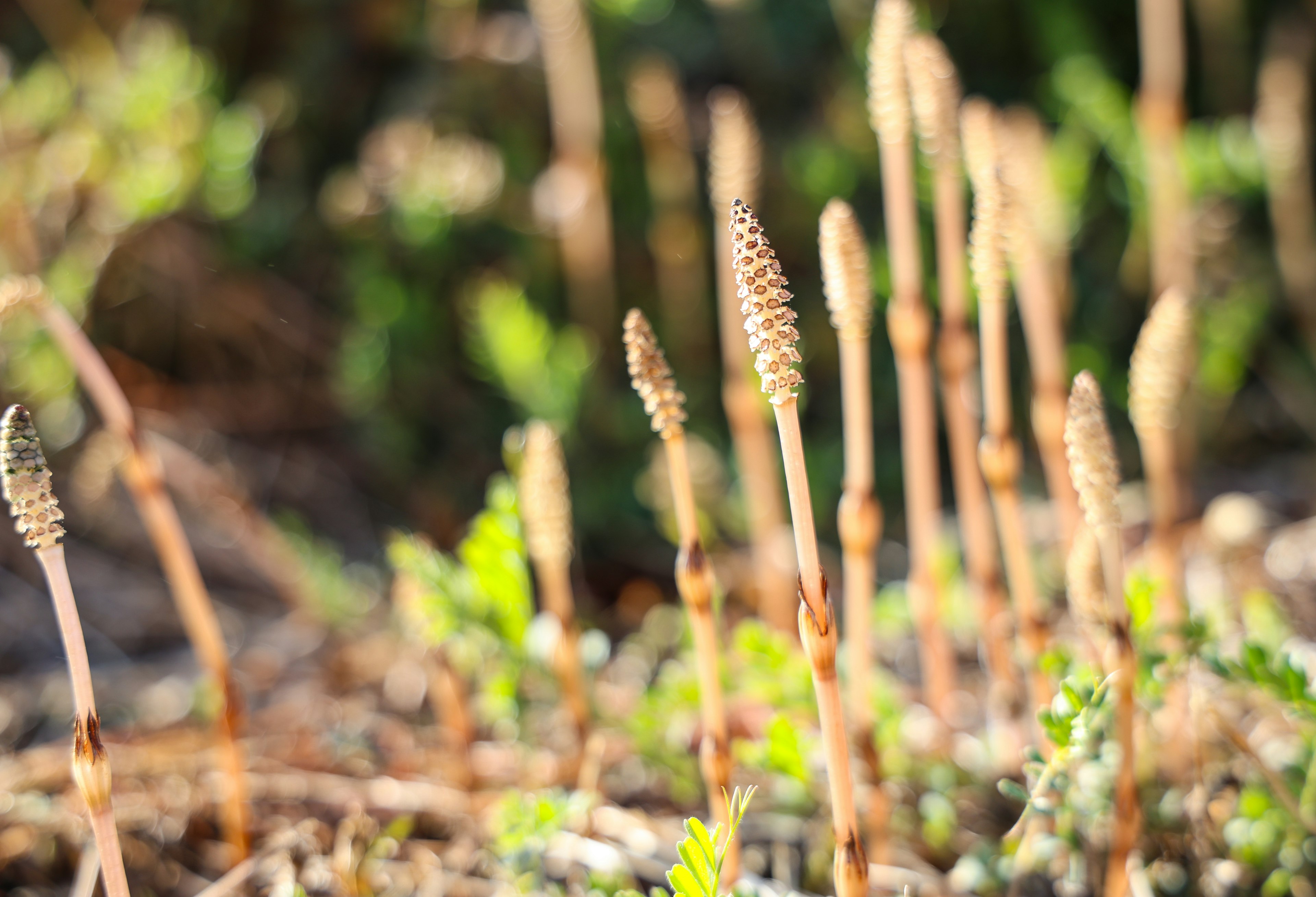 Tall slender plant spikes emerging from the ground among green foliage