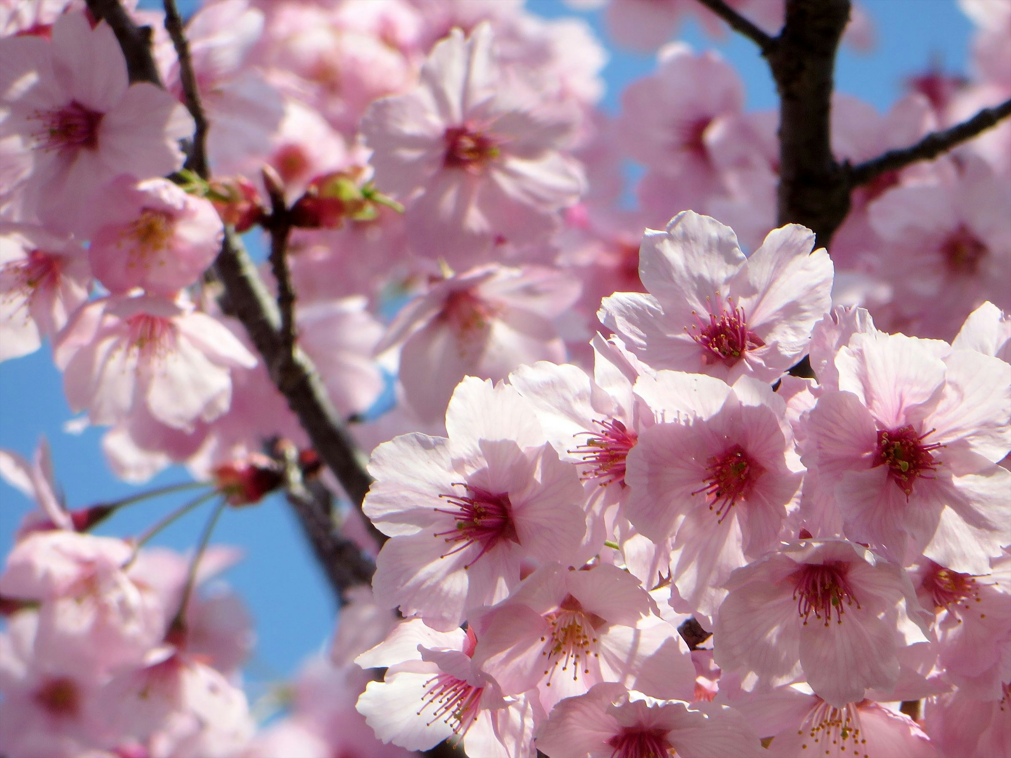 Primo piano di fiori di ciliegio su un ramo d'albero