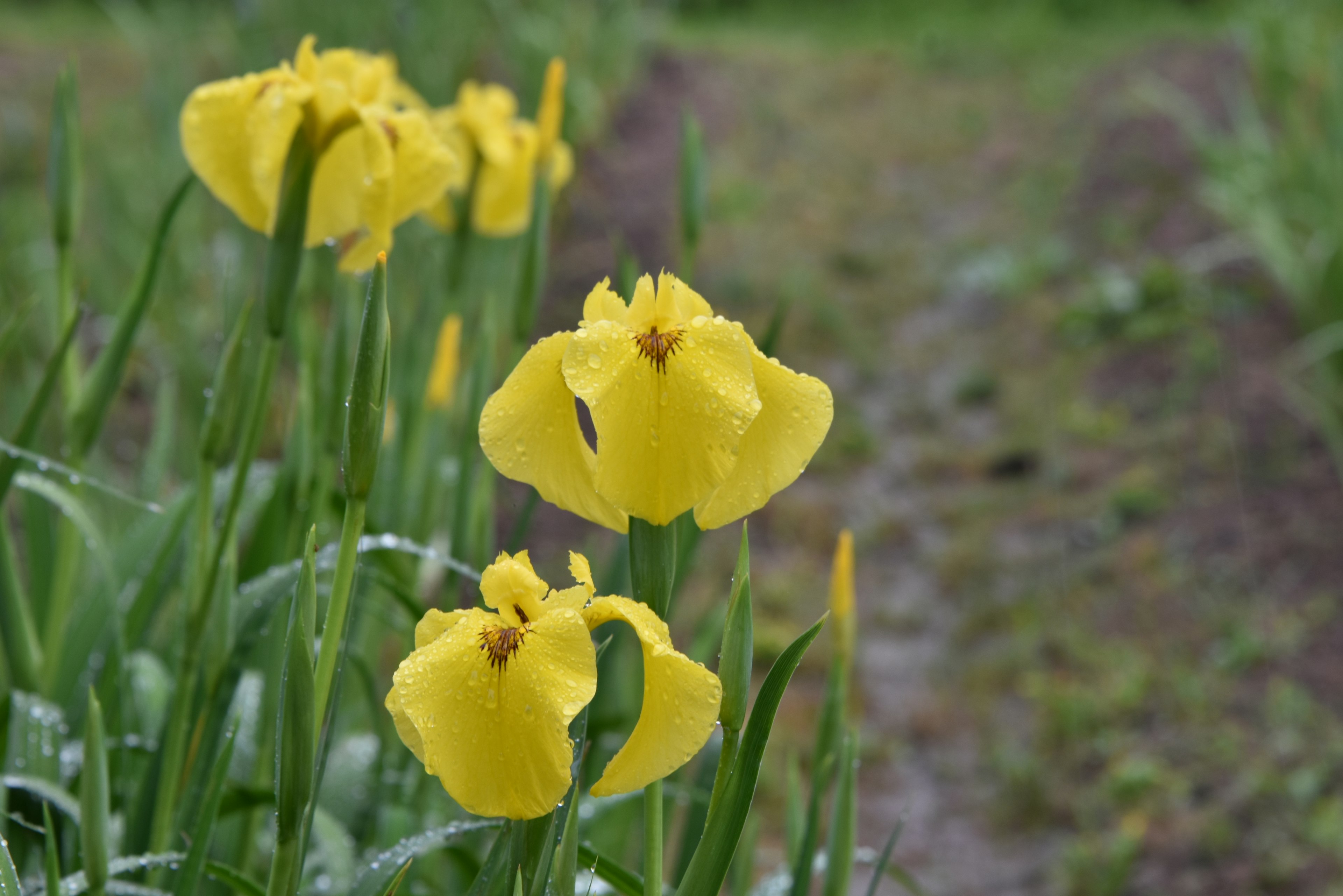 Kumpulan bunga iris kuning dengan latar belakang hijau