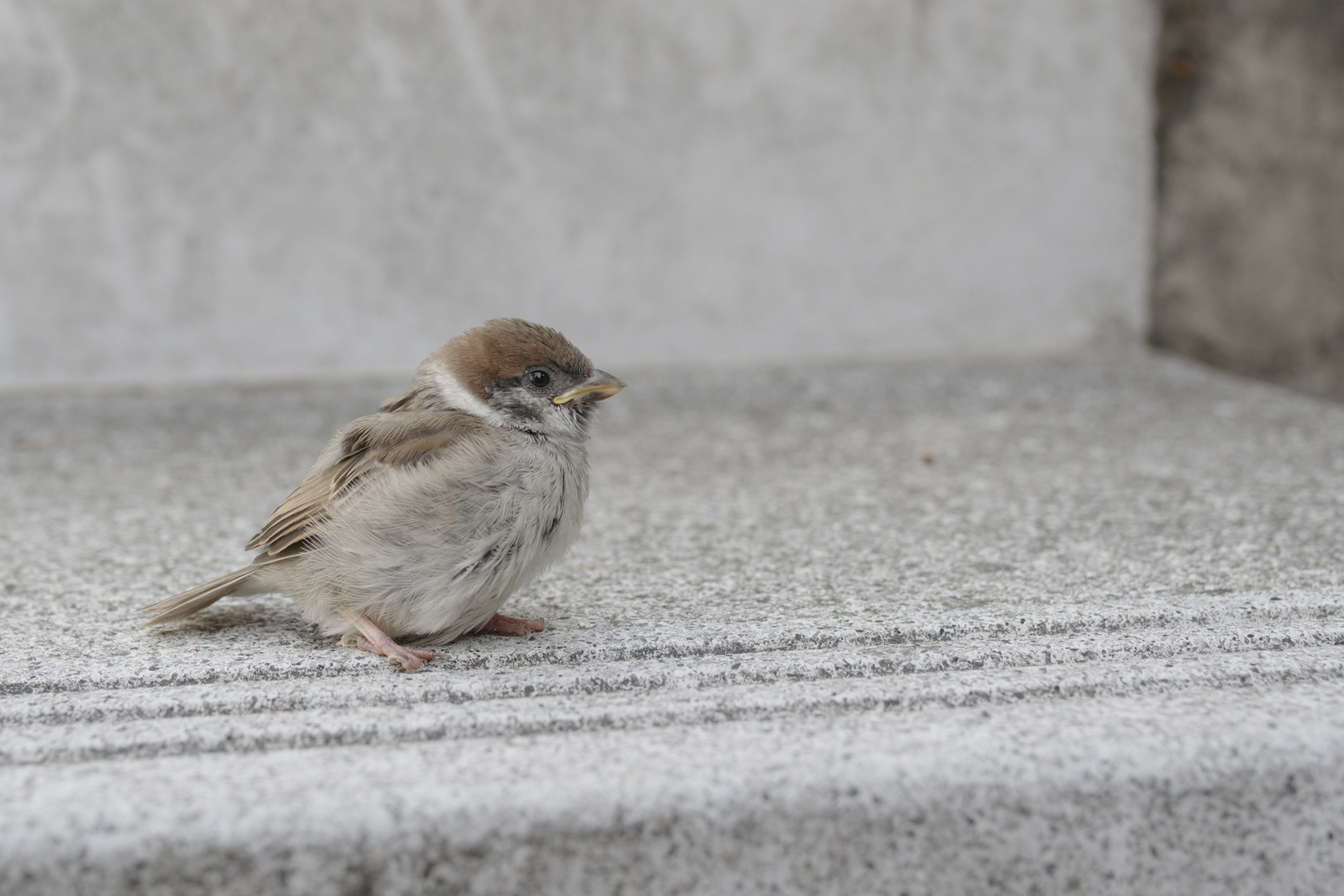 Un pequeño pajarito gorrión en una escalera gris