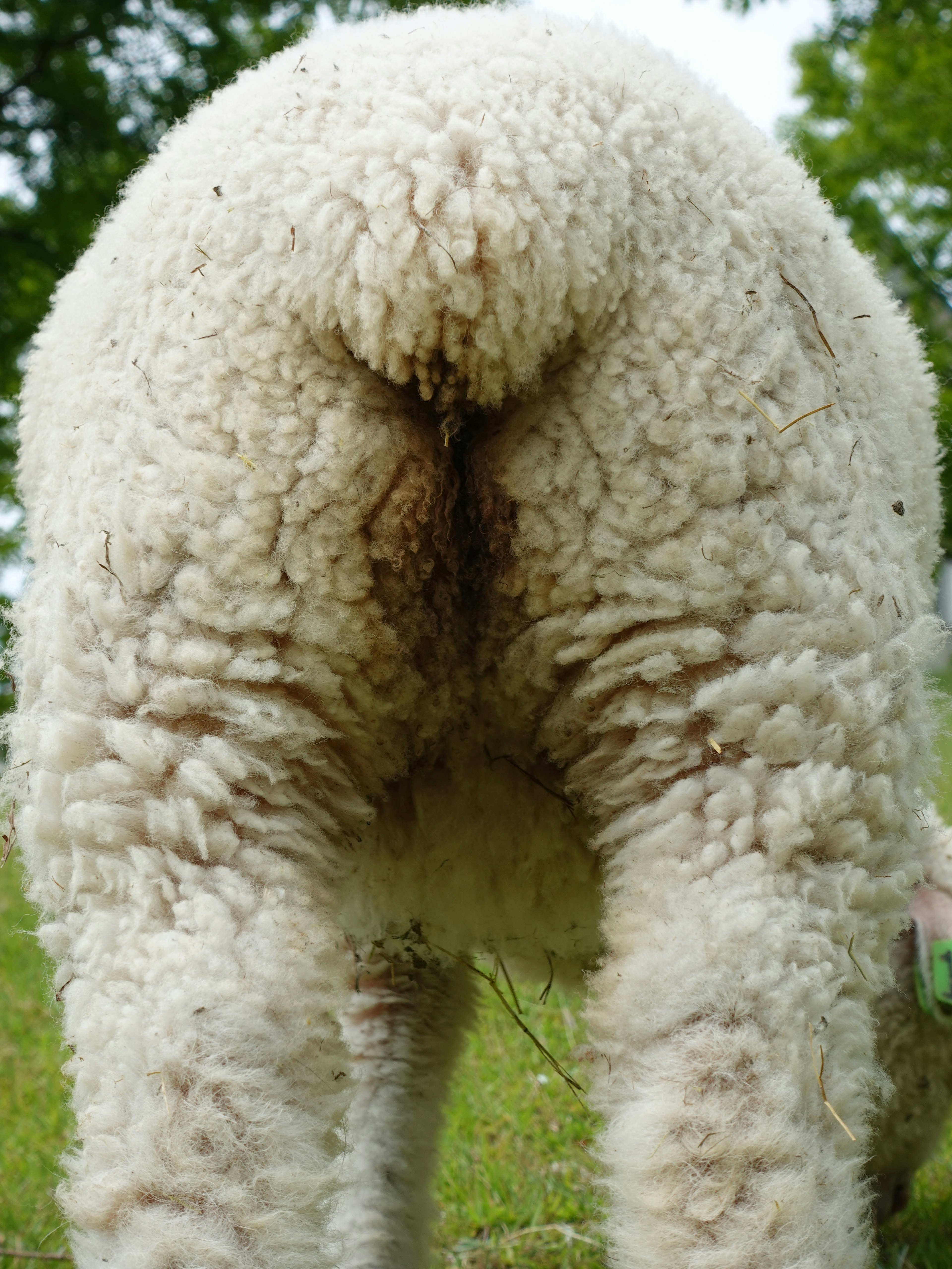 Gros plan sur l'arrière d'un mouton avec un pelage duveteux et un fond vert