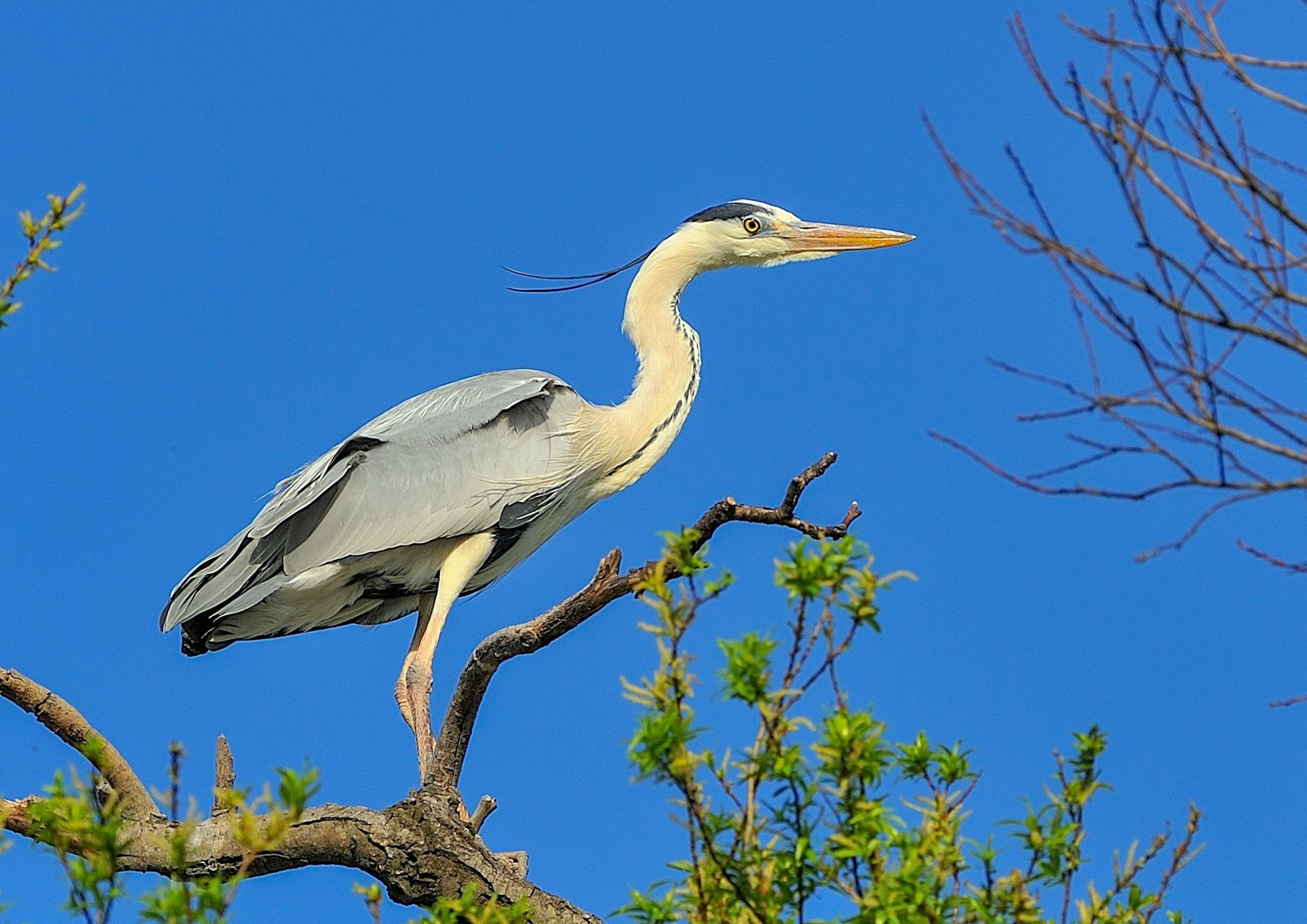 Burung heron abu-abu bertengger di cabang di bawah langit biru